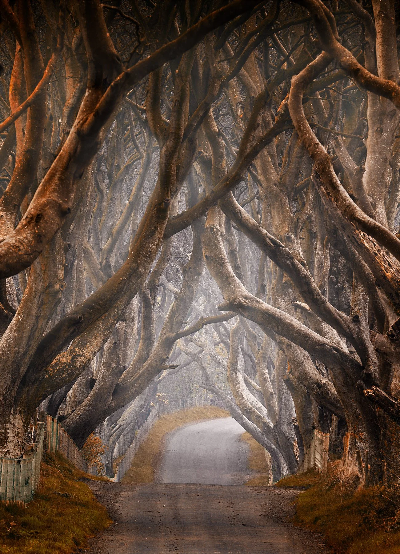 20404 Enchanted II (PL) WEB.jpg