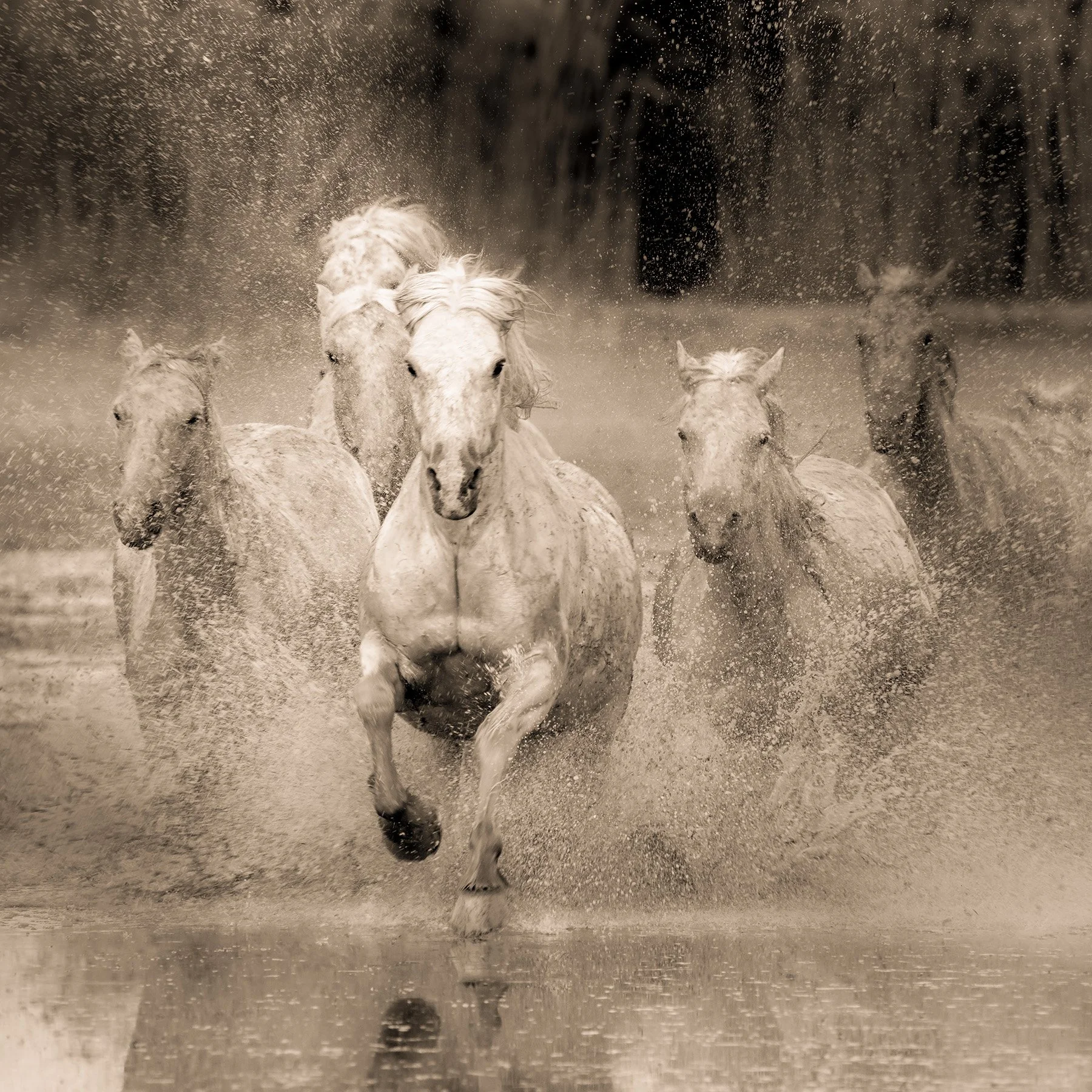 Running Horses (S) WEB.jpg