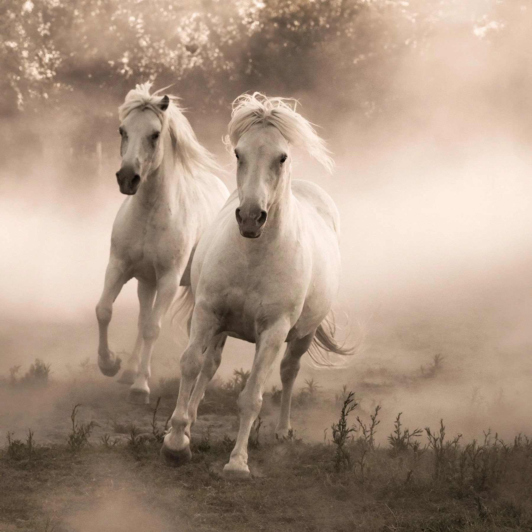 The Contender (S) WEB.jpg