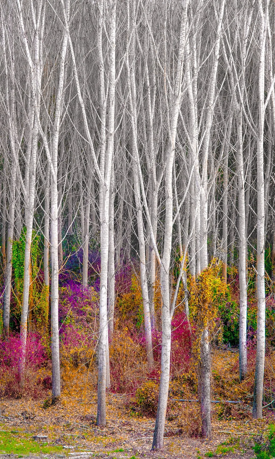 Woodland Trees (TP) WEB.jpg