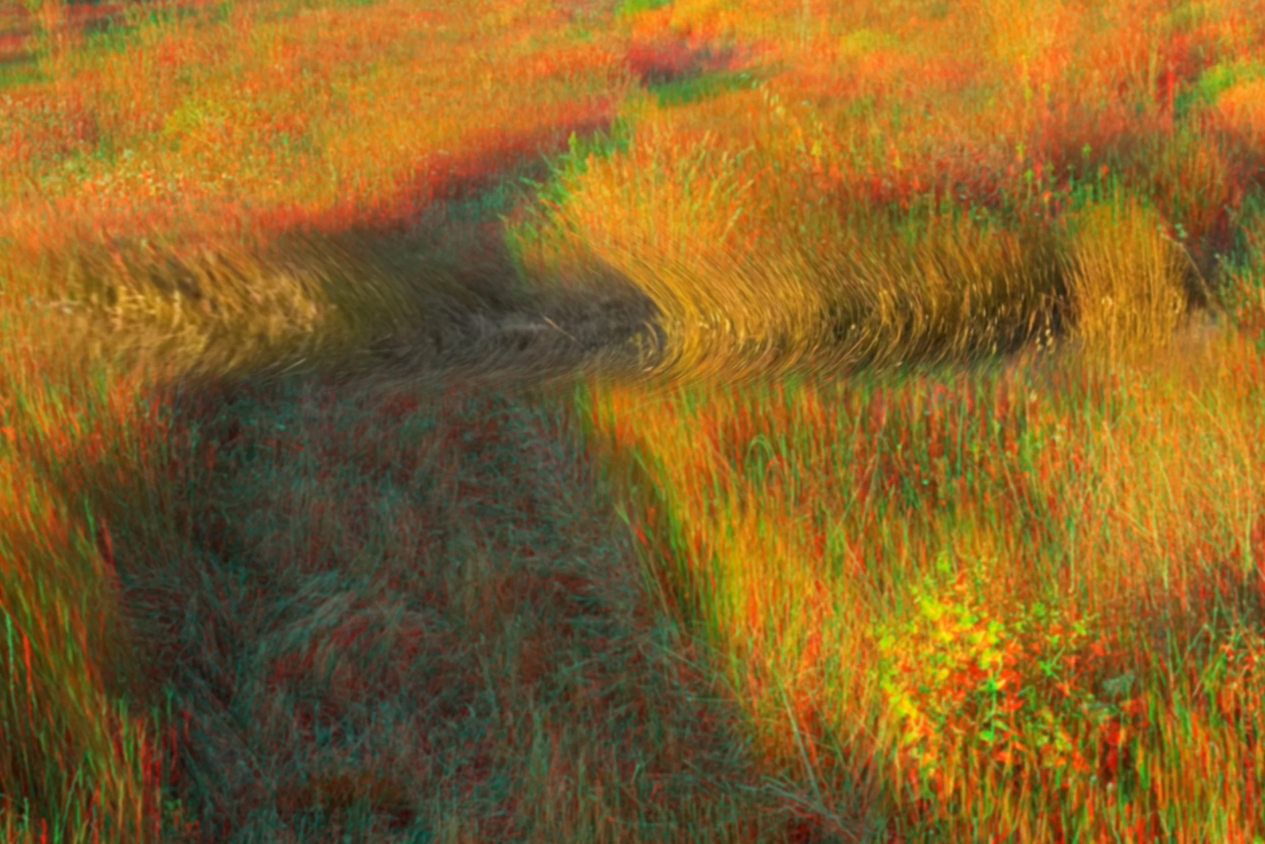 pathways / senderos
