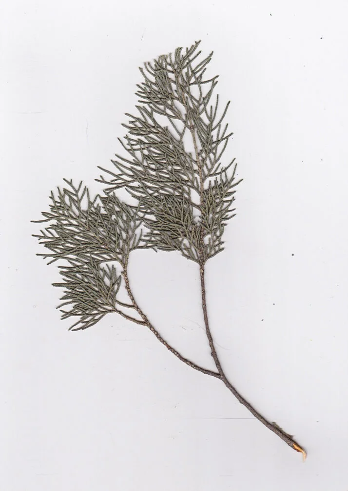 Pressed Branch