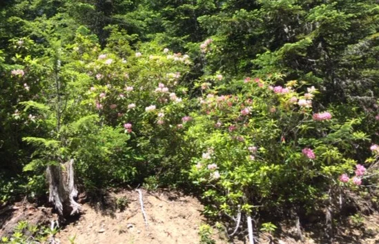 Rhodies.jpg