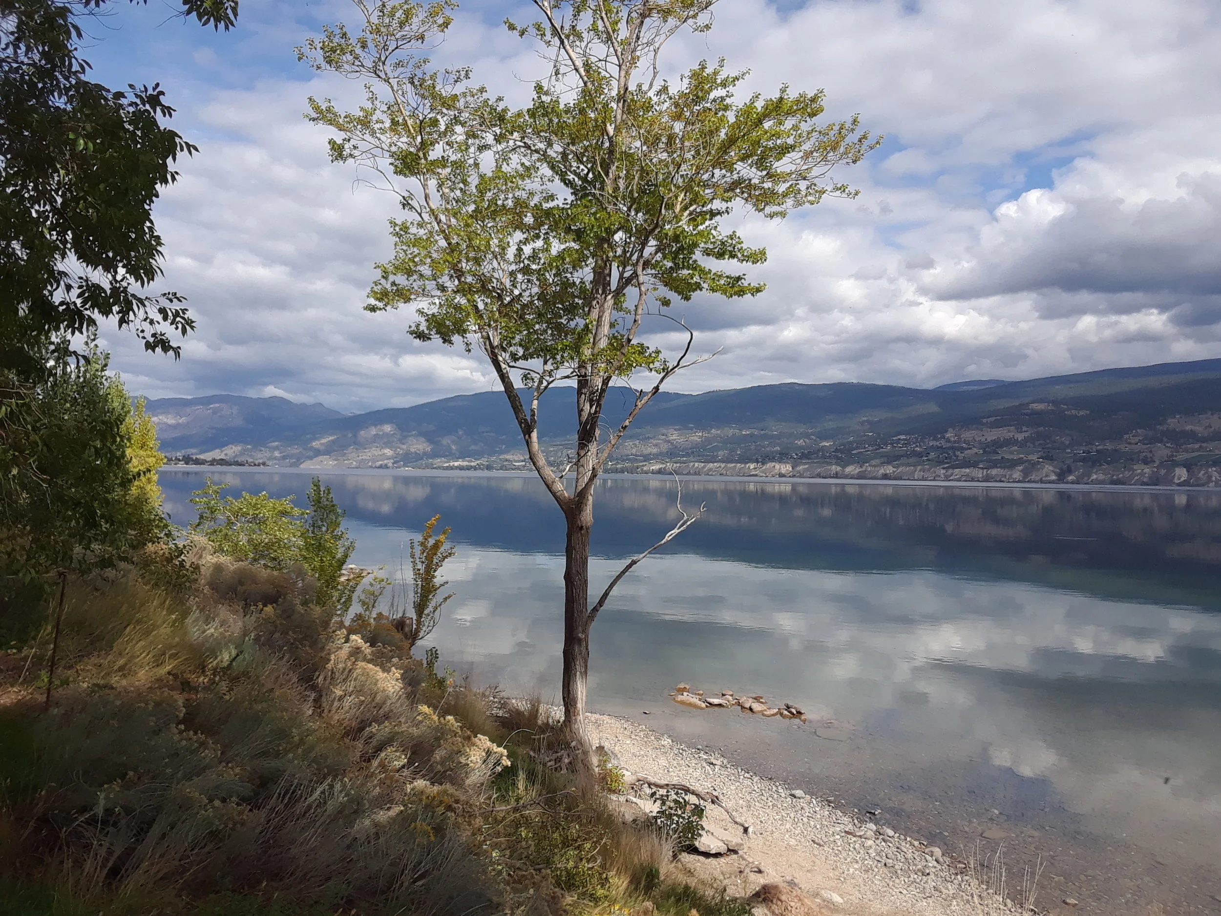 DSH Okanagan Lake north park 3.jpg