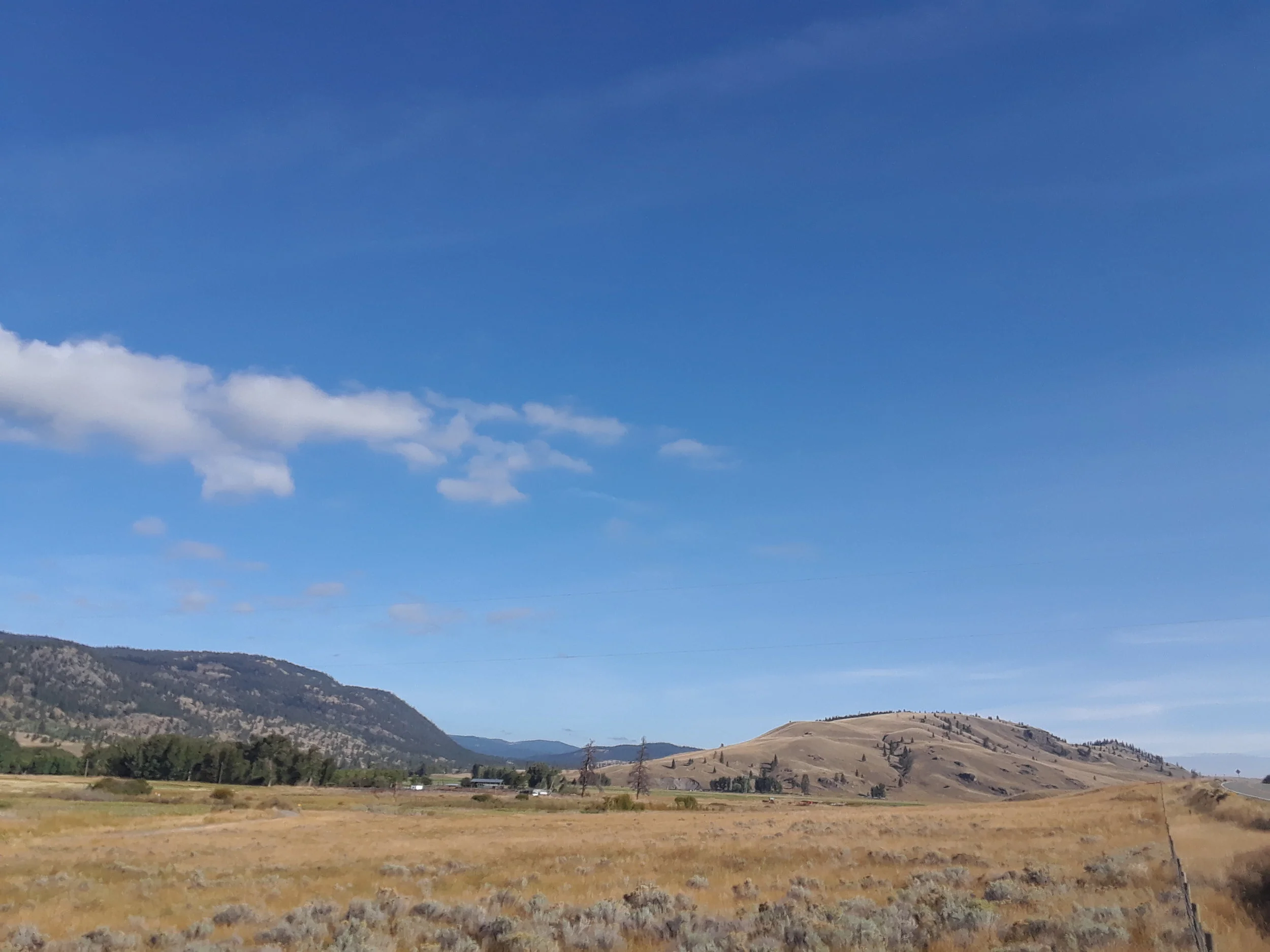 DSH Scrub meets forest Hwy 5A 4.jpg