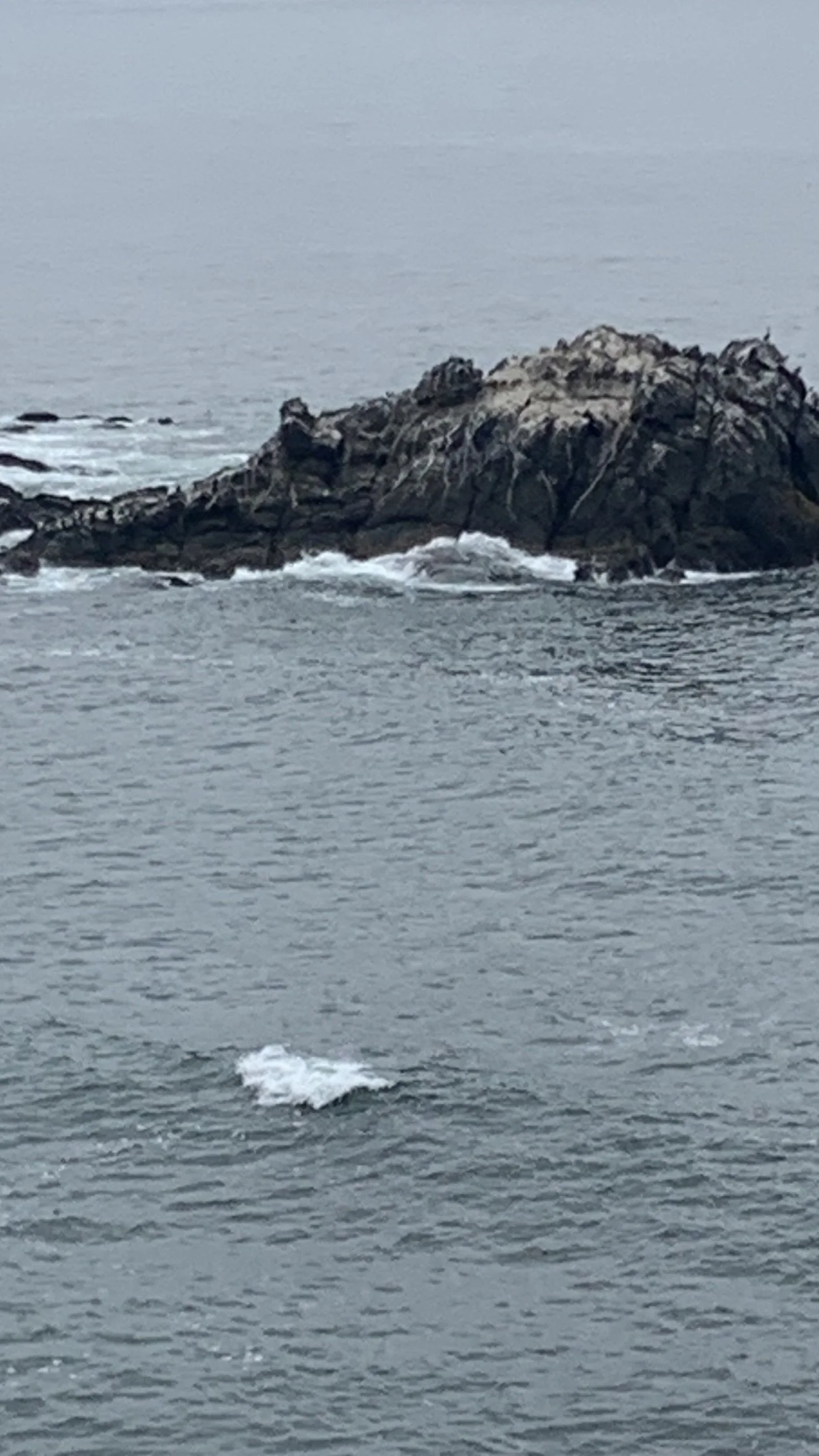 IMG_8769.JPEG