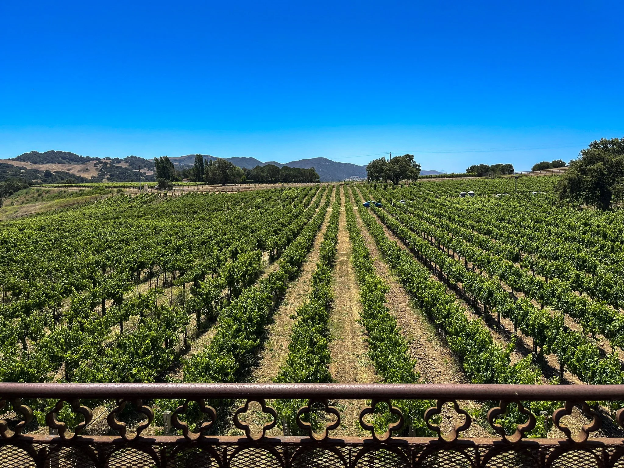Vineyards at Sunstone Winery, which is part of the Santa Ynez Valley AVA