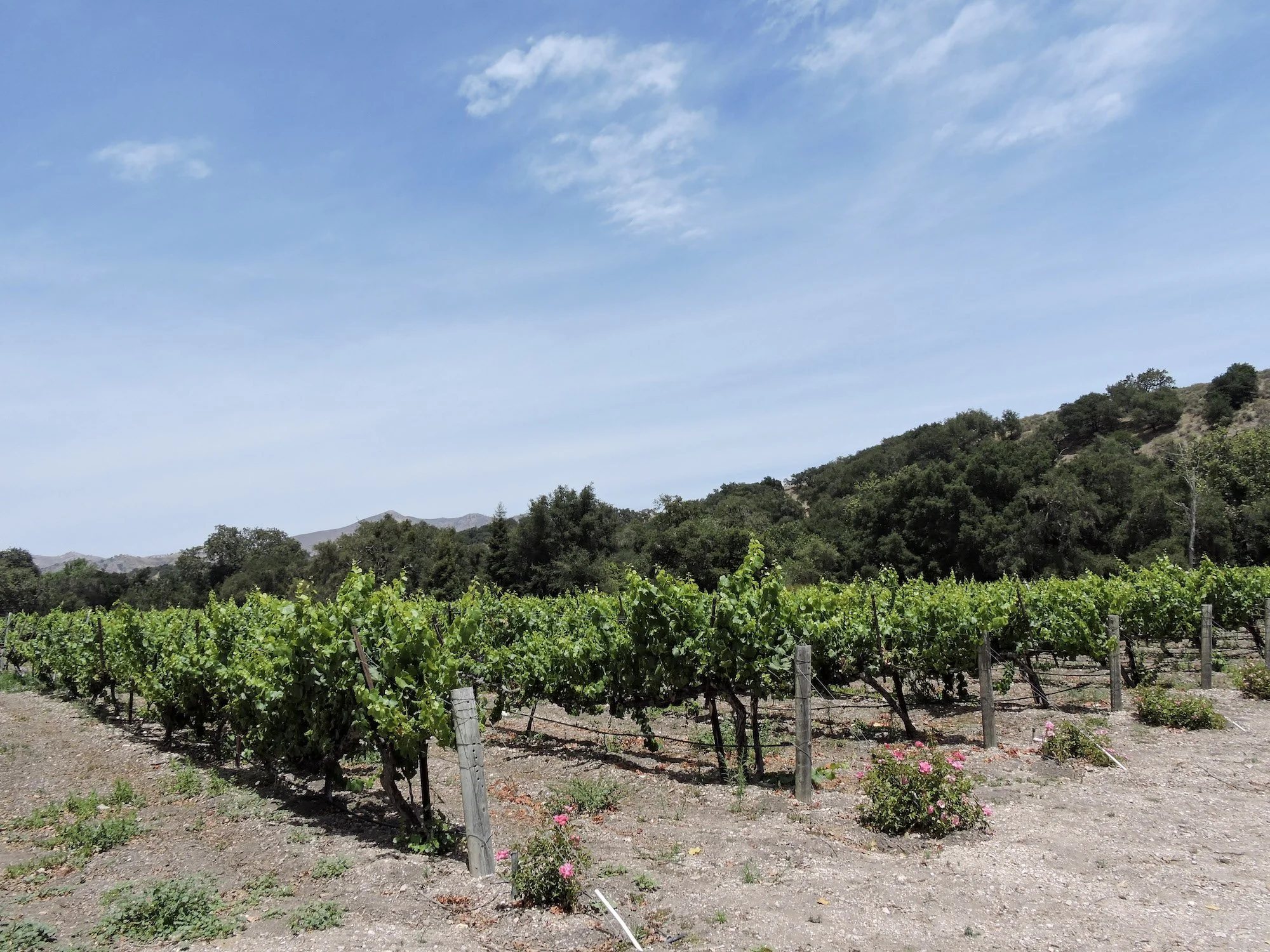 Estate vineyards at Fess Parker Winery