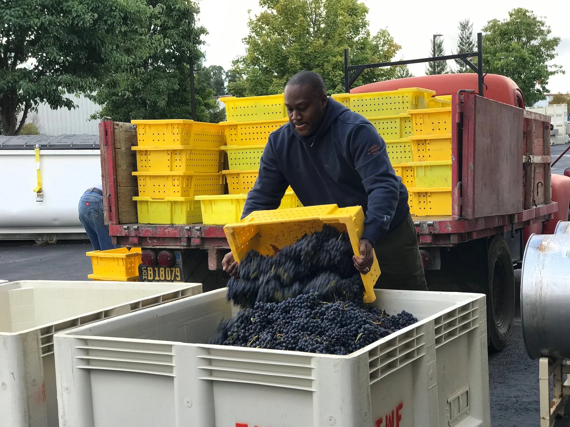 Artie Johnson of Le Artishasic unloading syrah grapes