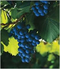 Celebrate World Malbec Day!