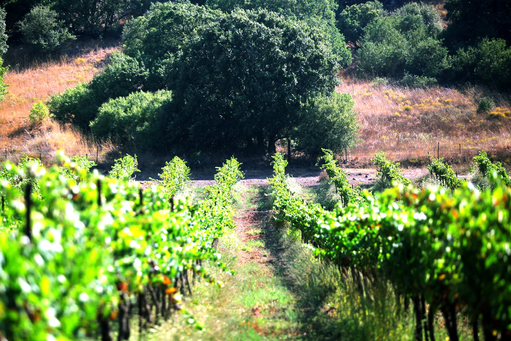 Loa Avital Vineyard