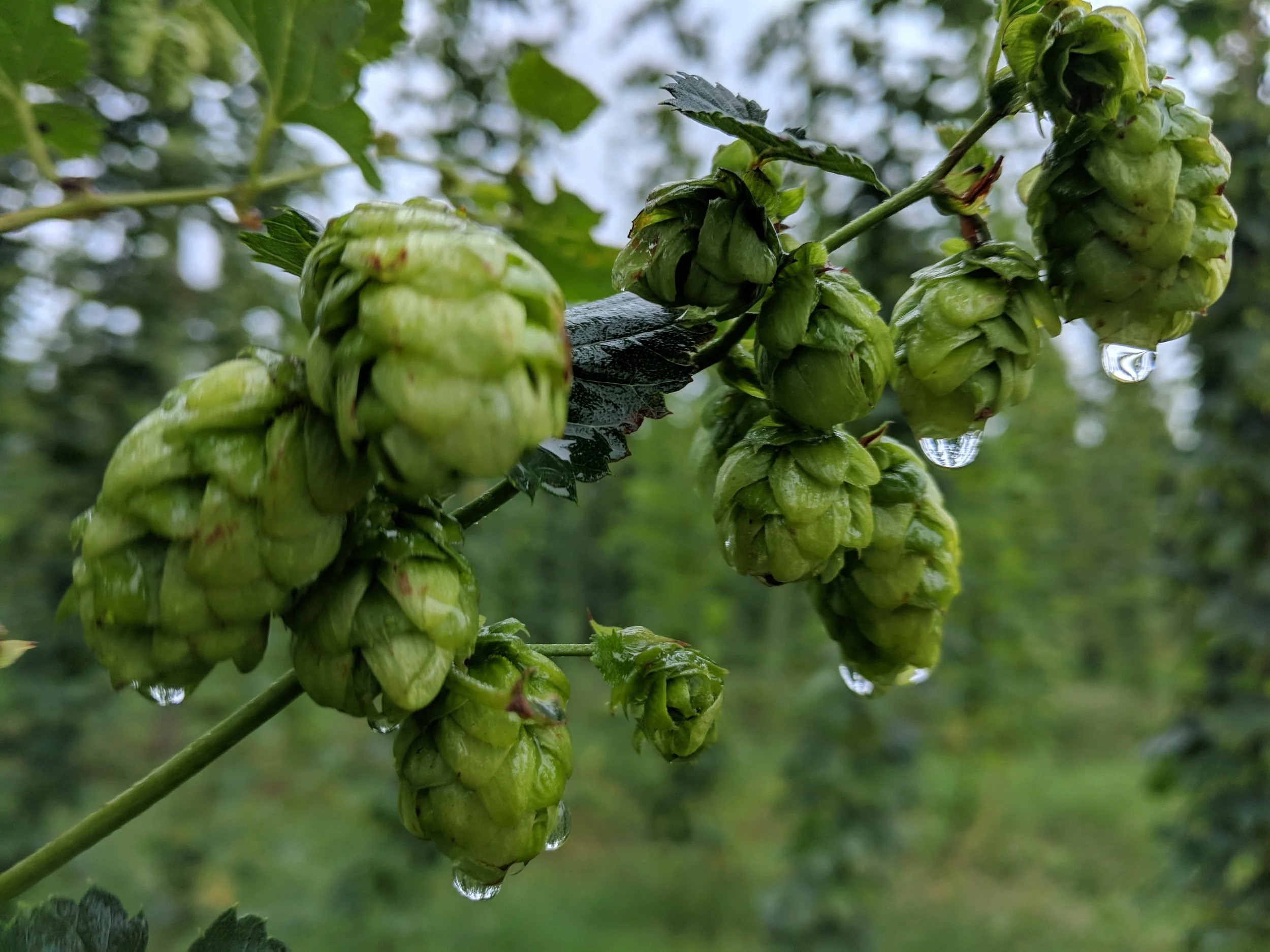 Hops at Hop Head Farms