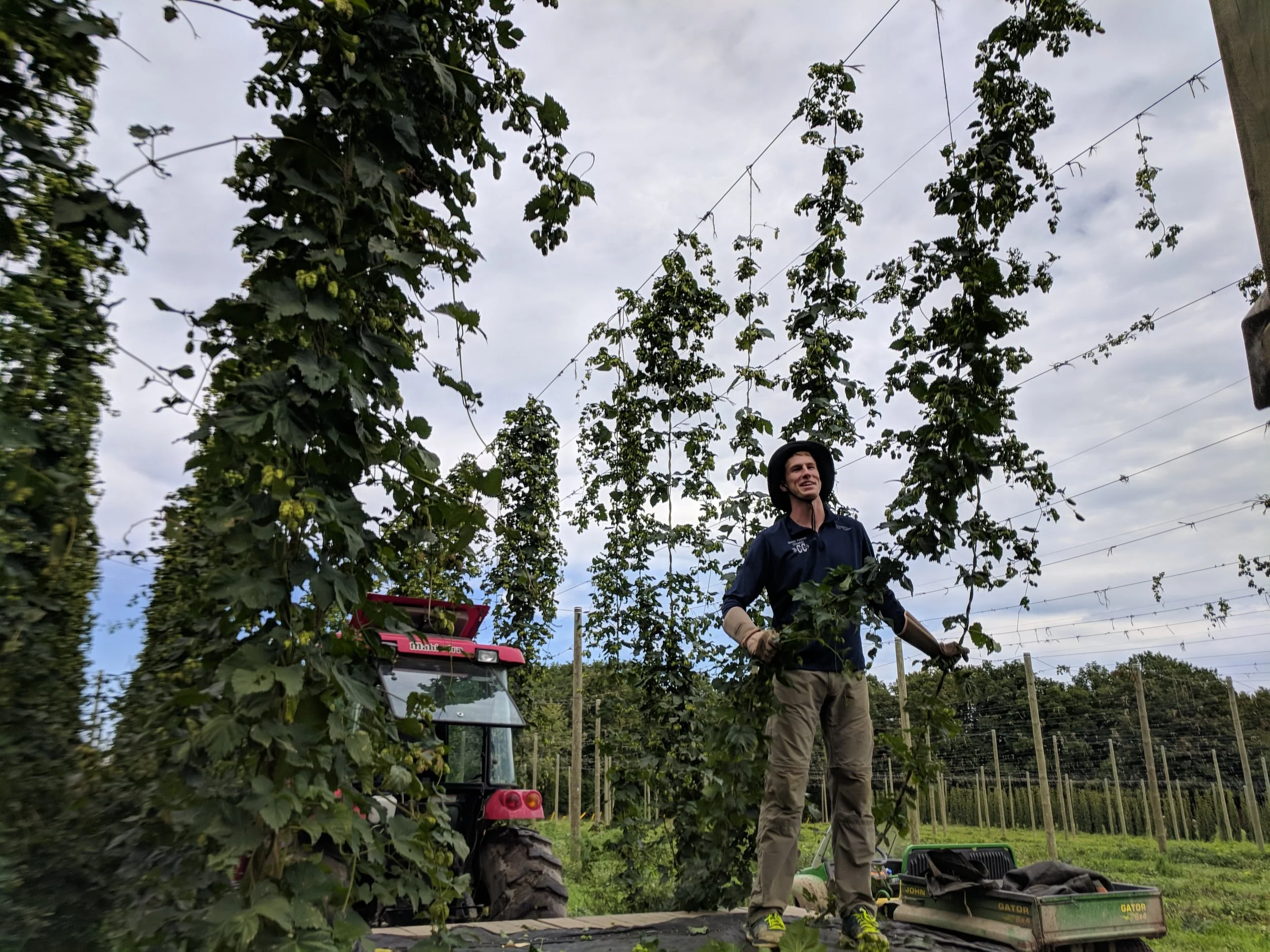 Harvesting hops at Pure Mitten