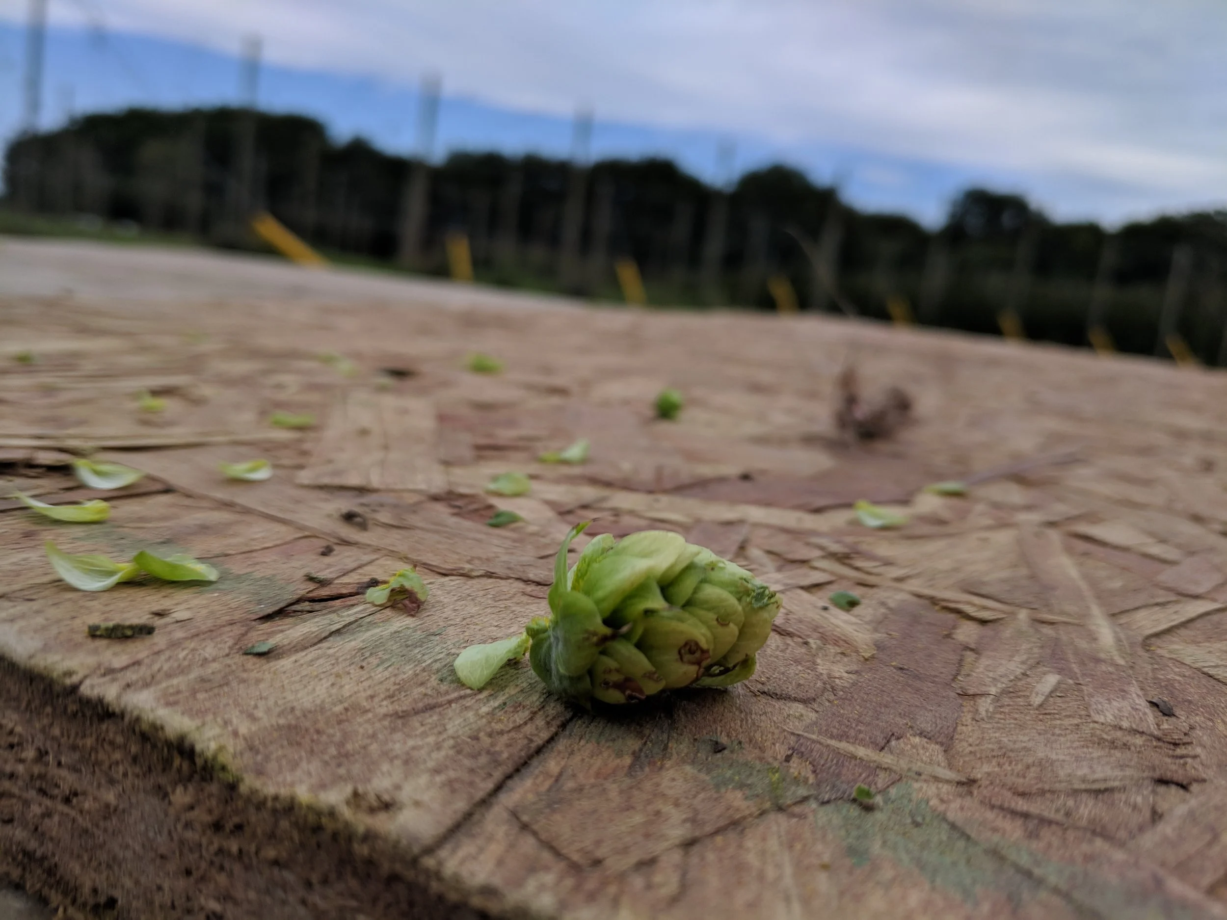 hop.jpg