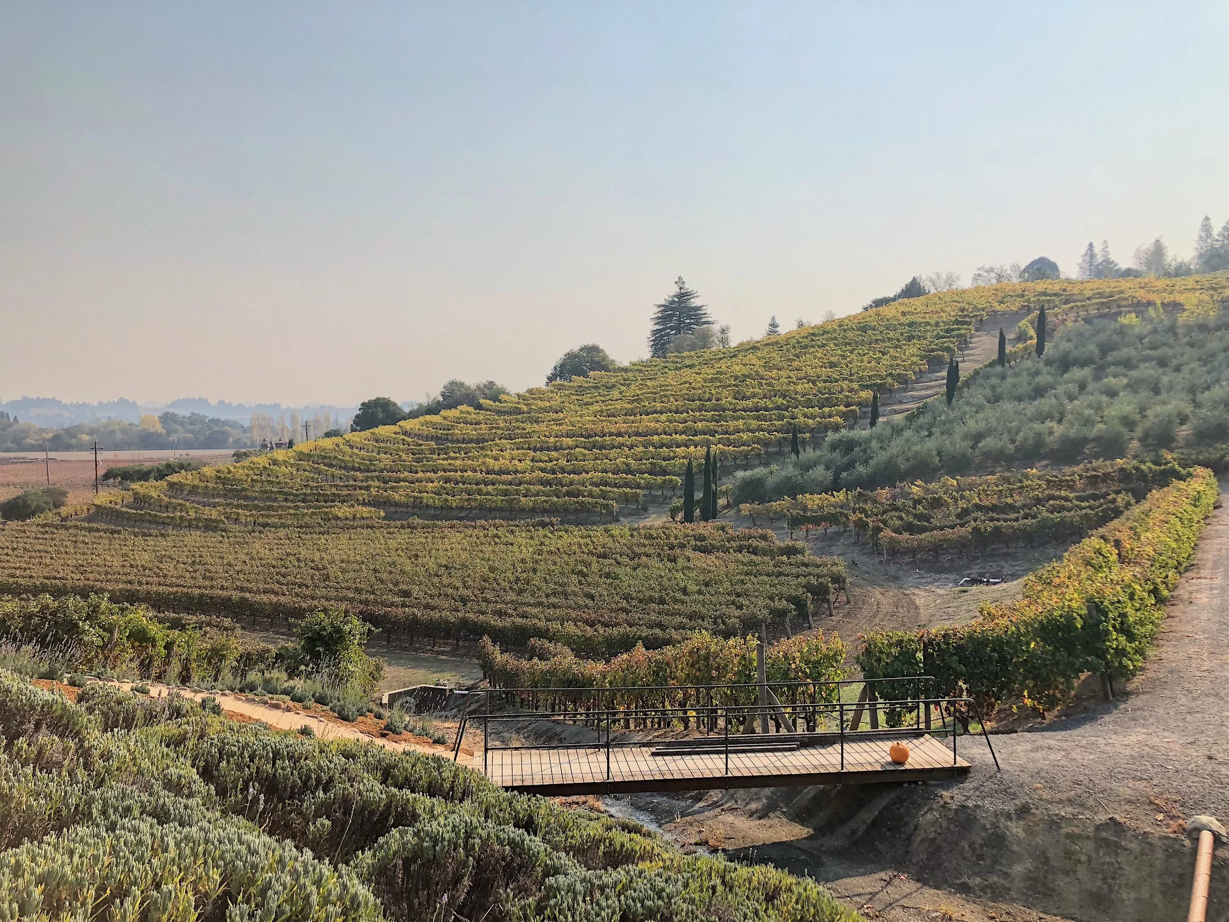 vineyards at A. Rafanelli