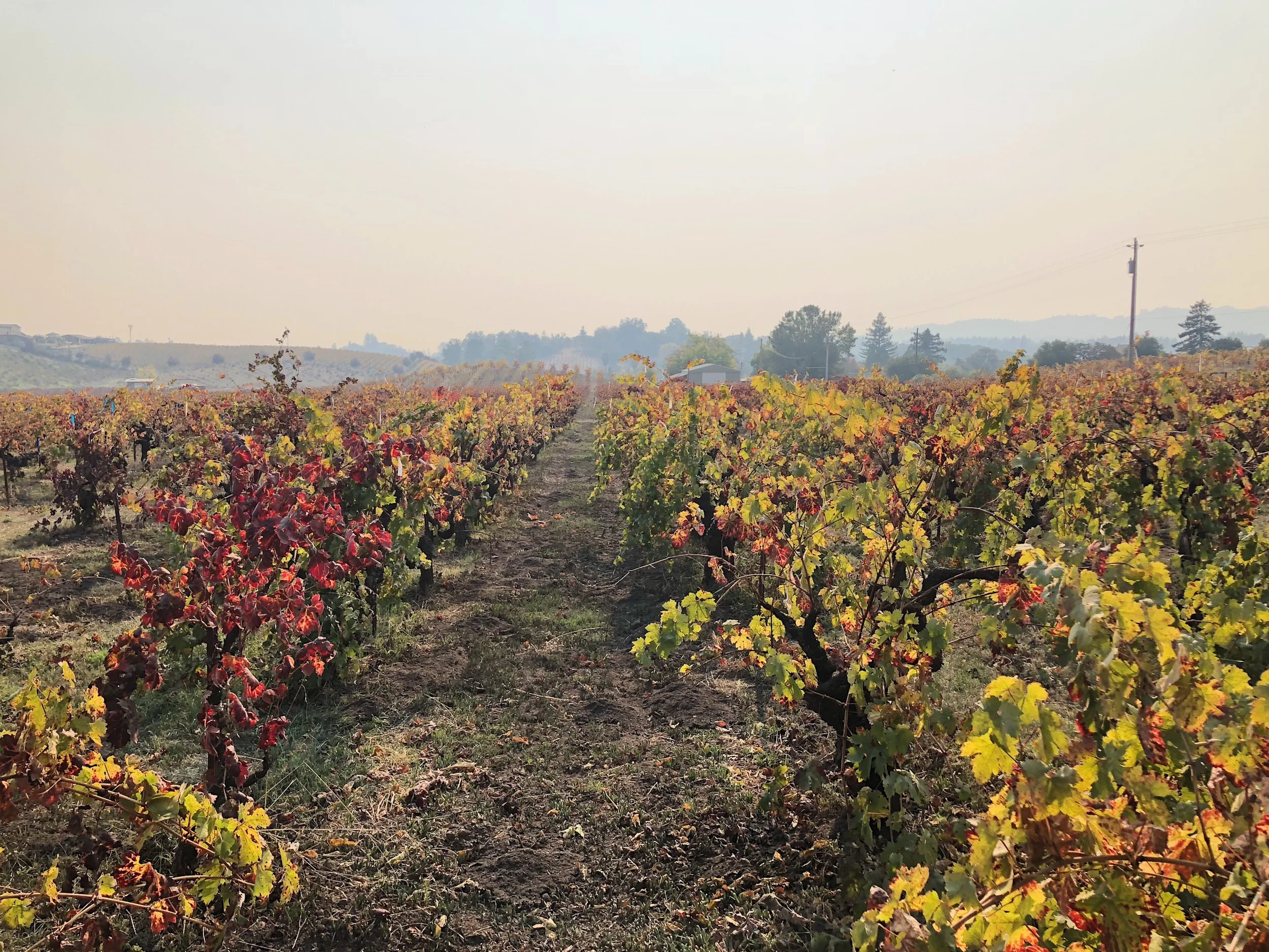 ridge vineyard.jpeg