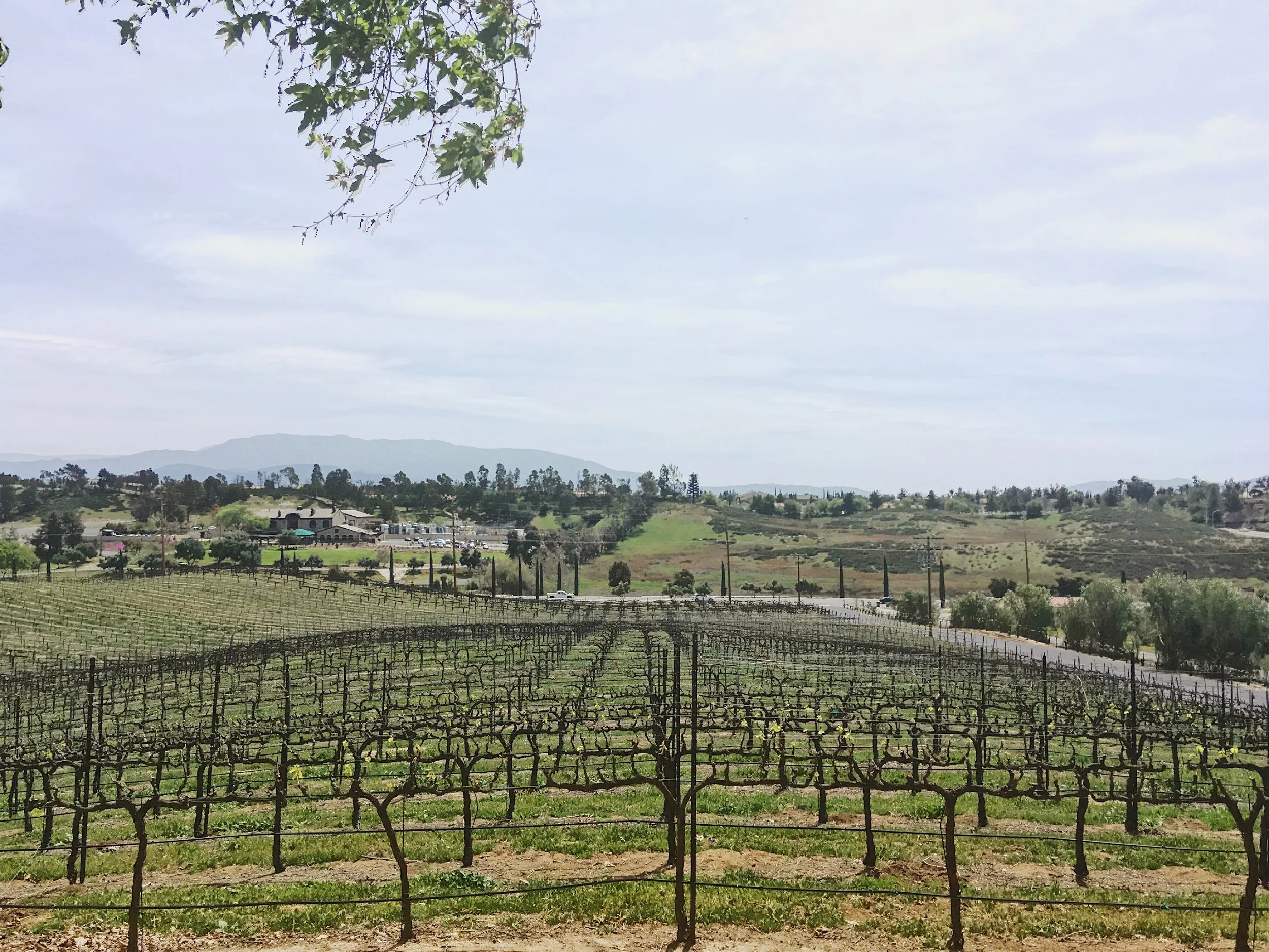 Wines of Southern California