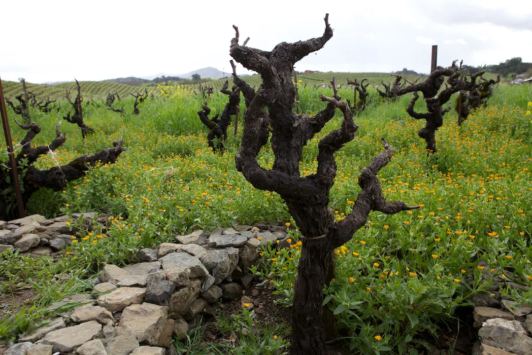 gnarly vines at Lytton East vineyard, courtesy Ridge Vineyards