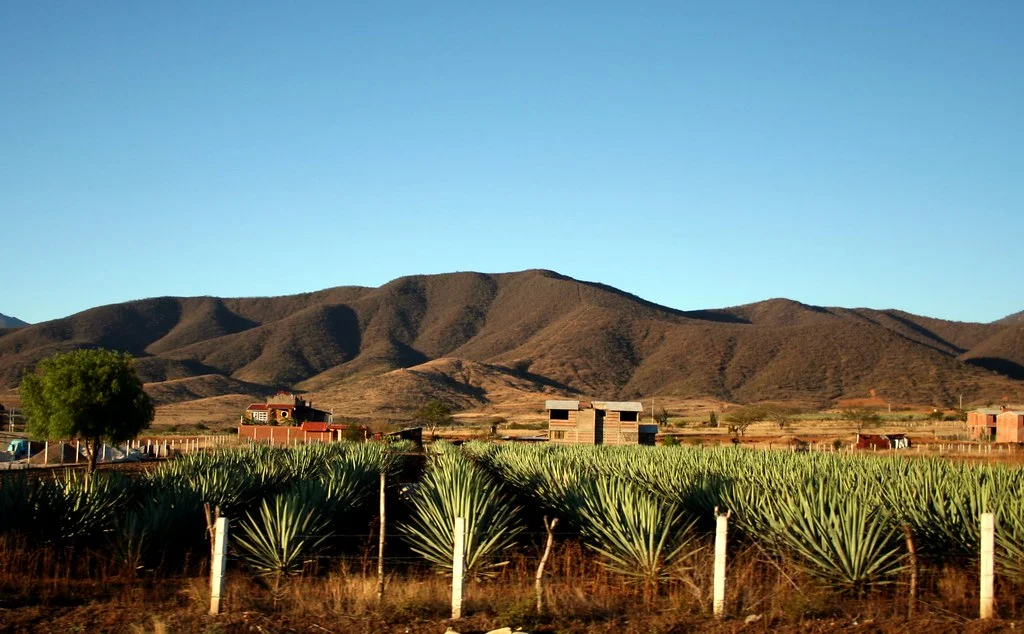 agave field, photo by Angélica Portales via flickr creative commons