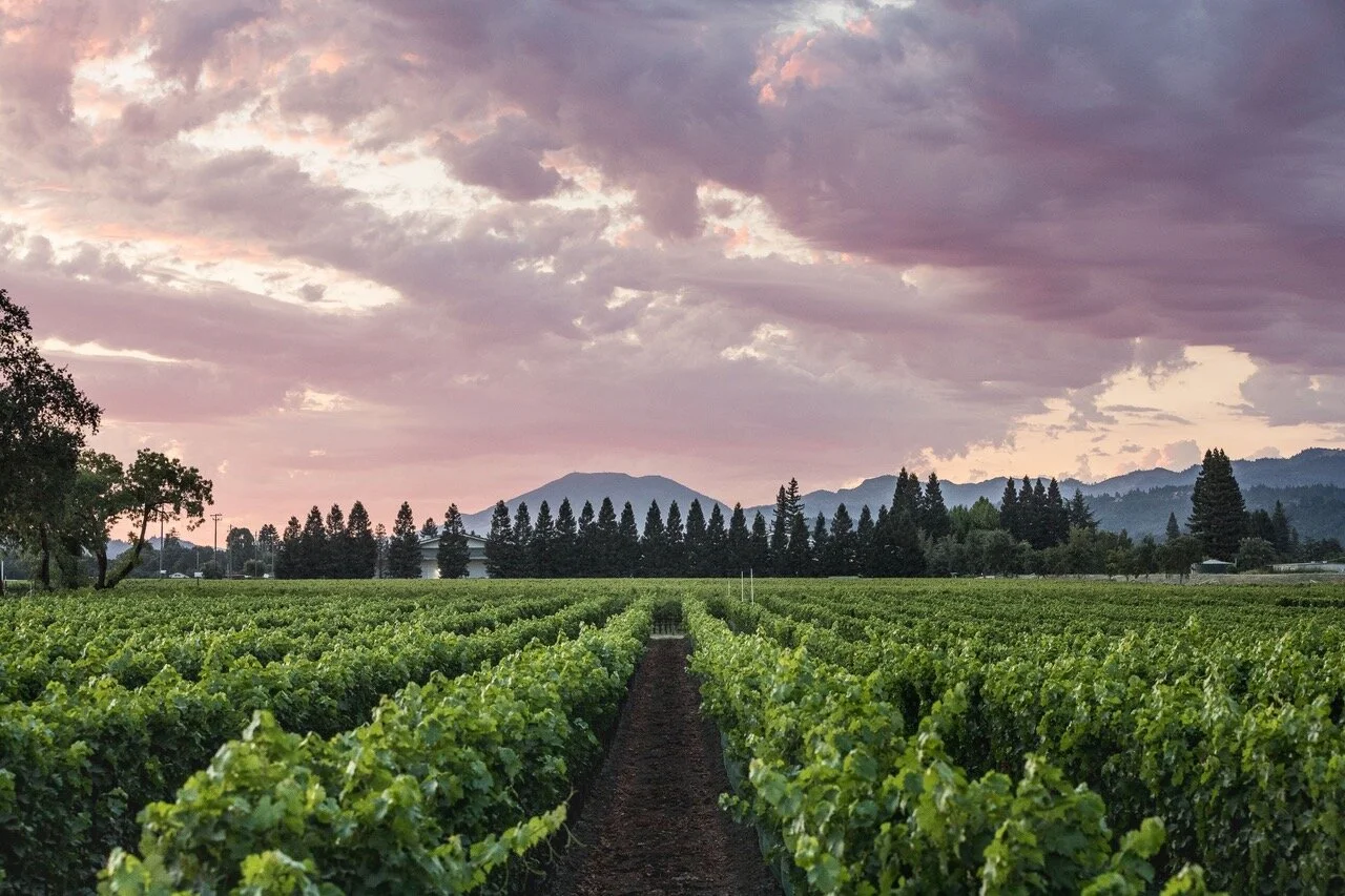 Sullivan Rutherford Estate - Championing Merlot in the Napa Valley