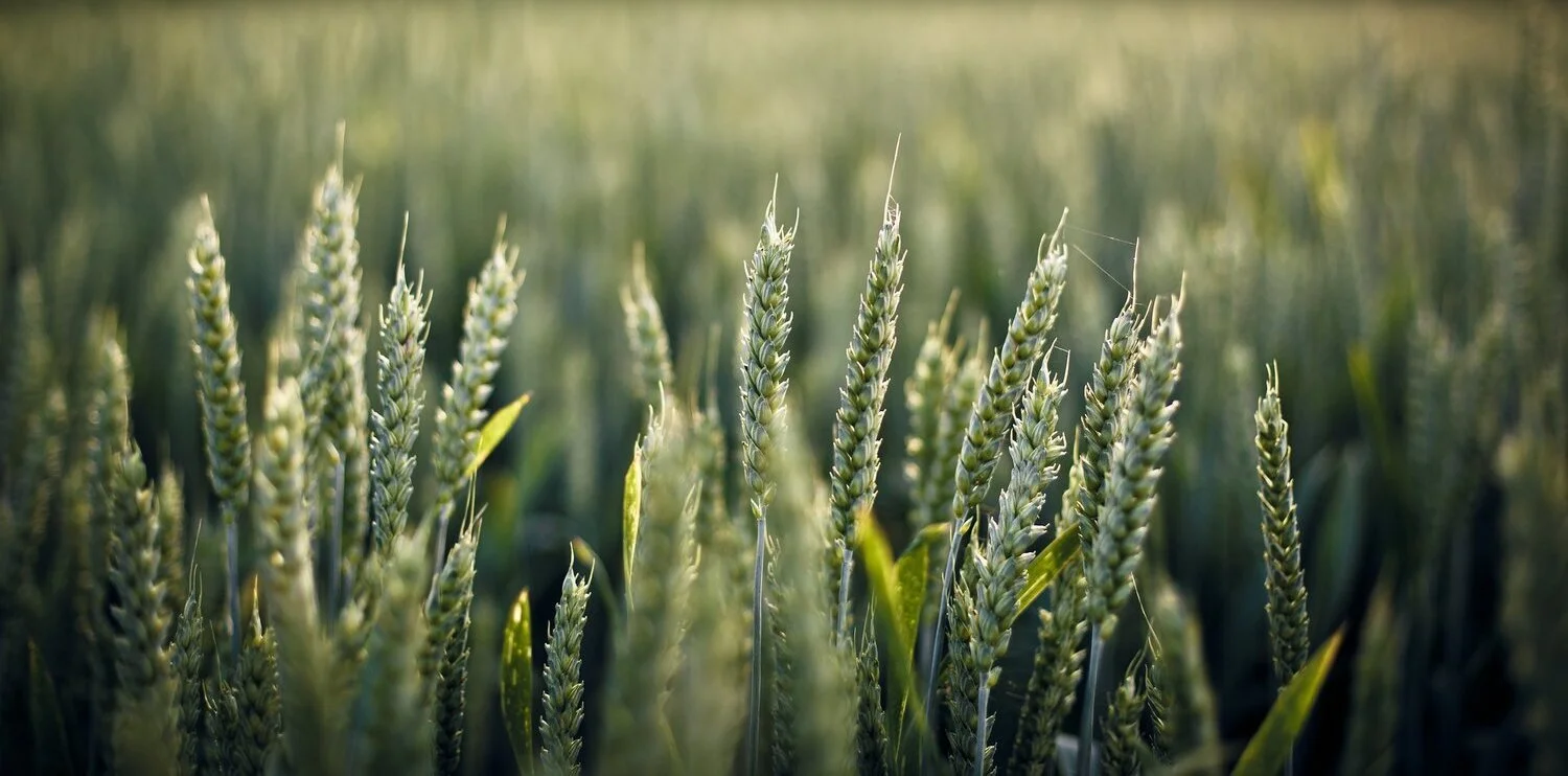 All About Rye