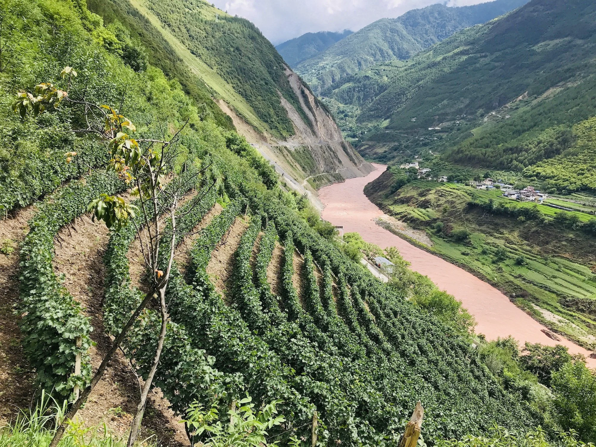 Why the Yunnan Himalayas are Such a Spectacular Wine Region of China