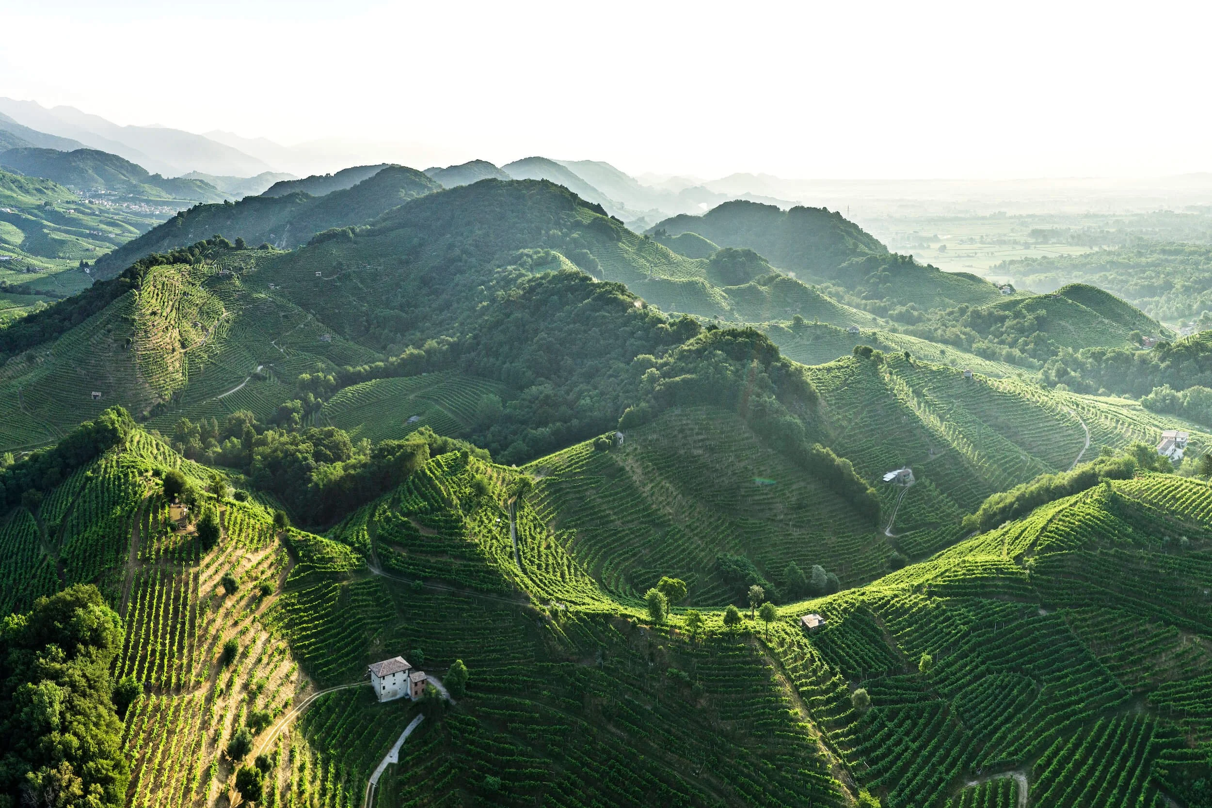 How Conegliano Valdobbiadene Prosecco is Leading the Way in Combatting Climate Change