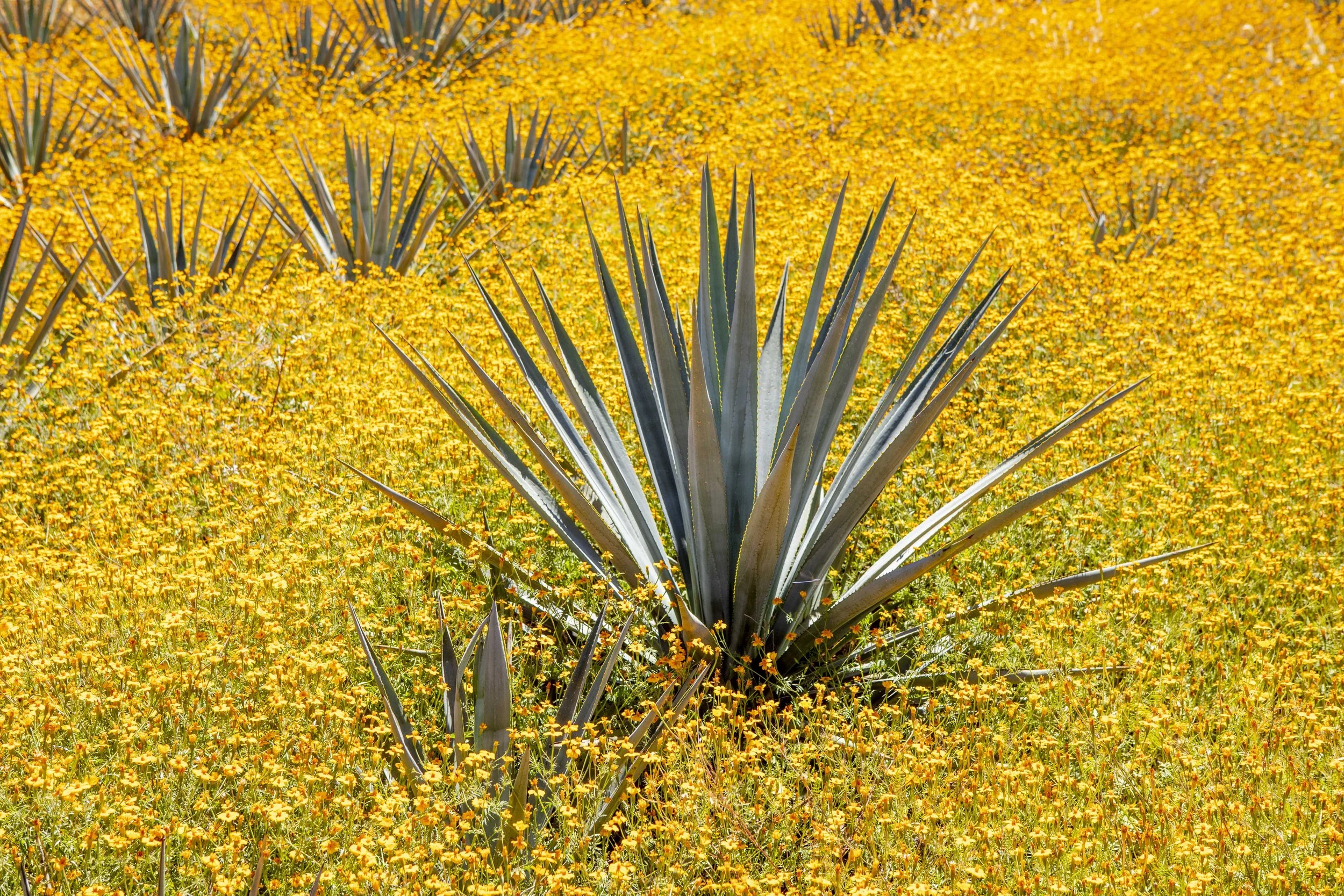 The Other Agave Spirits: Bacanora and Raicilla