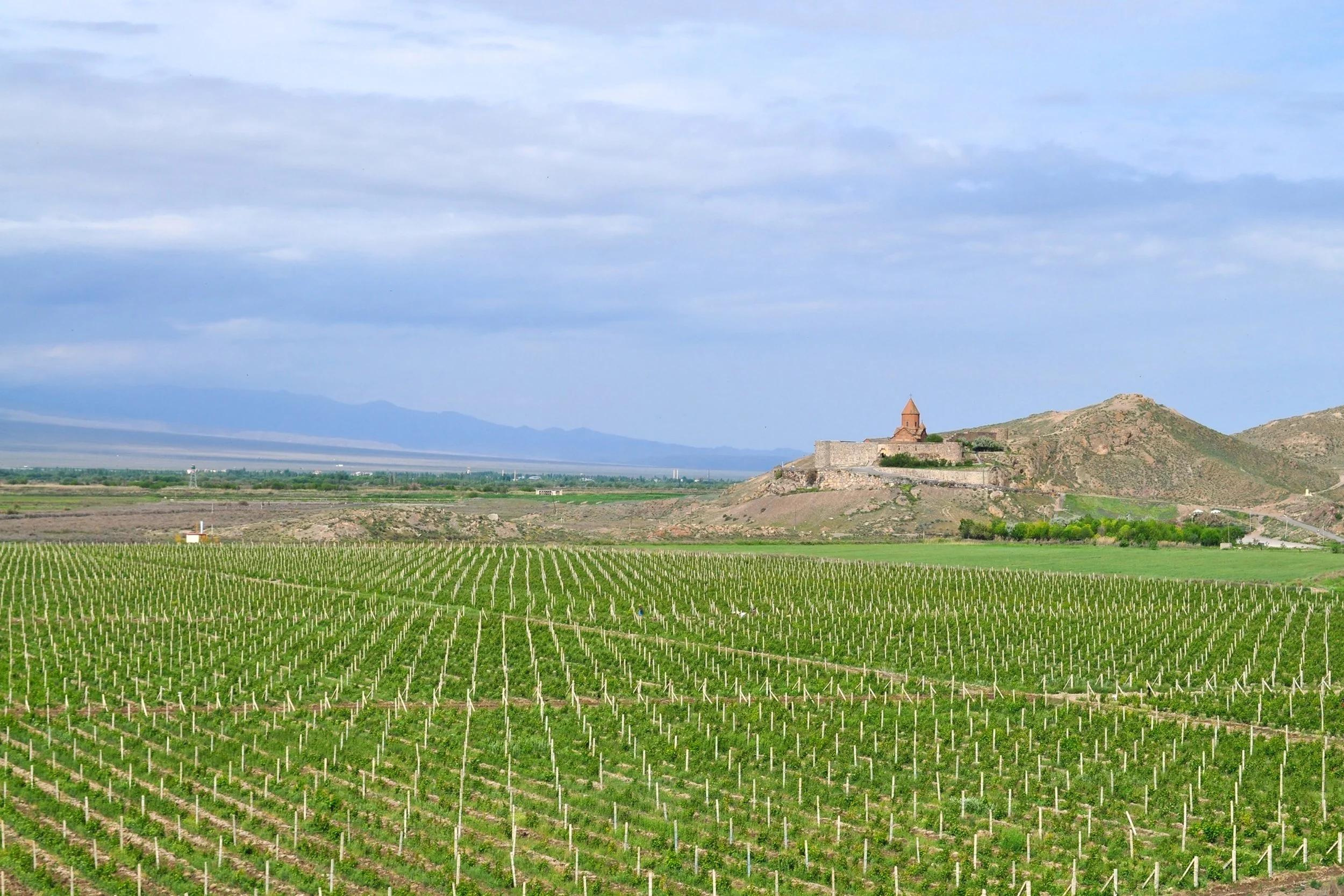 Armenian vineyard