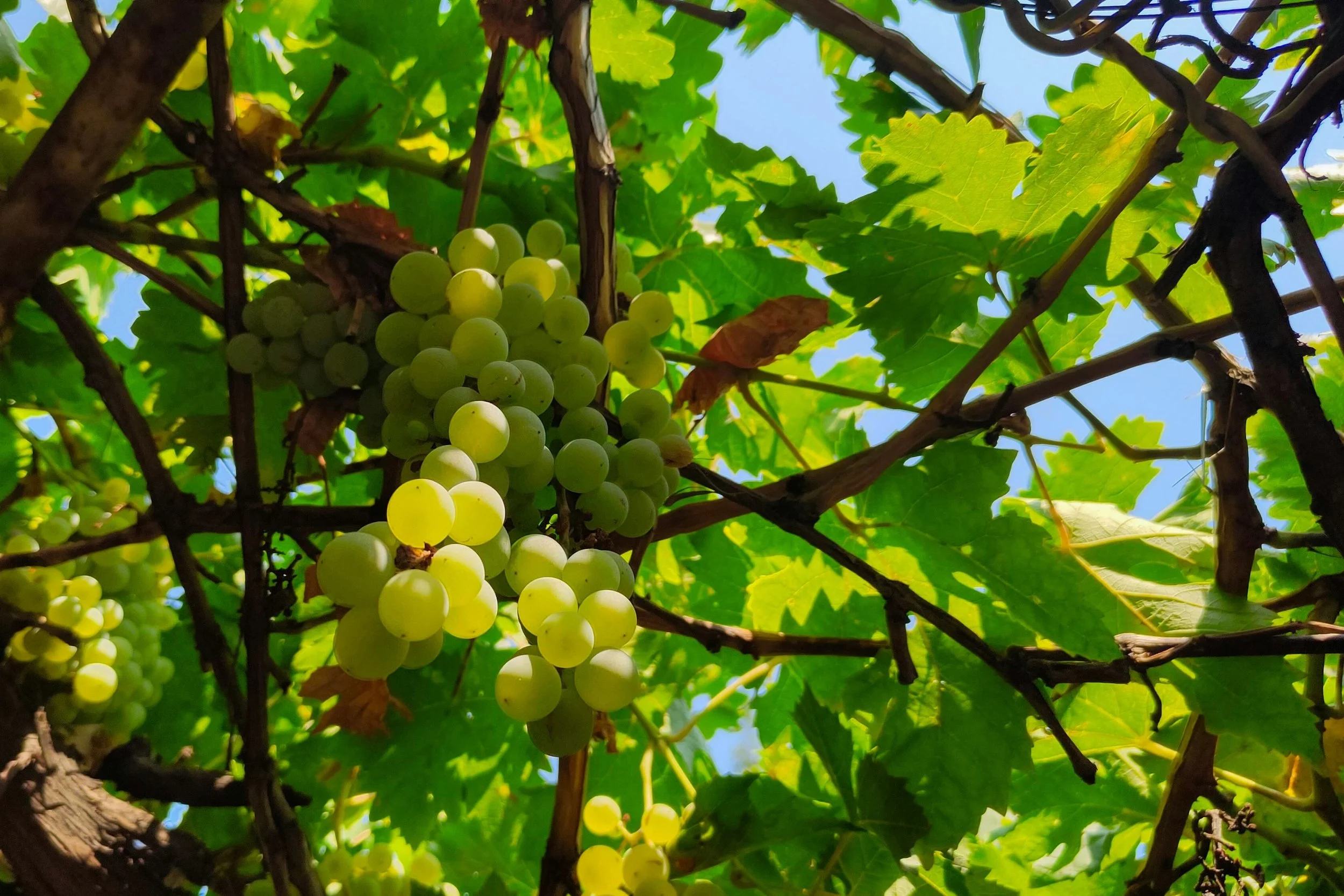 Armenian grapes