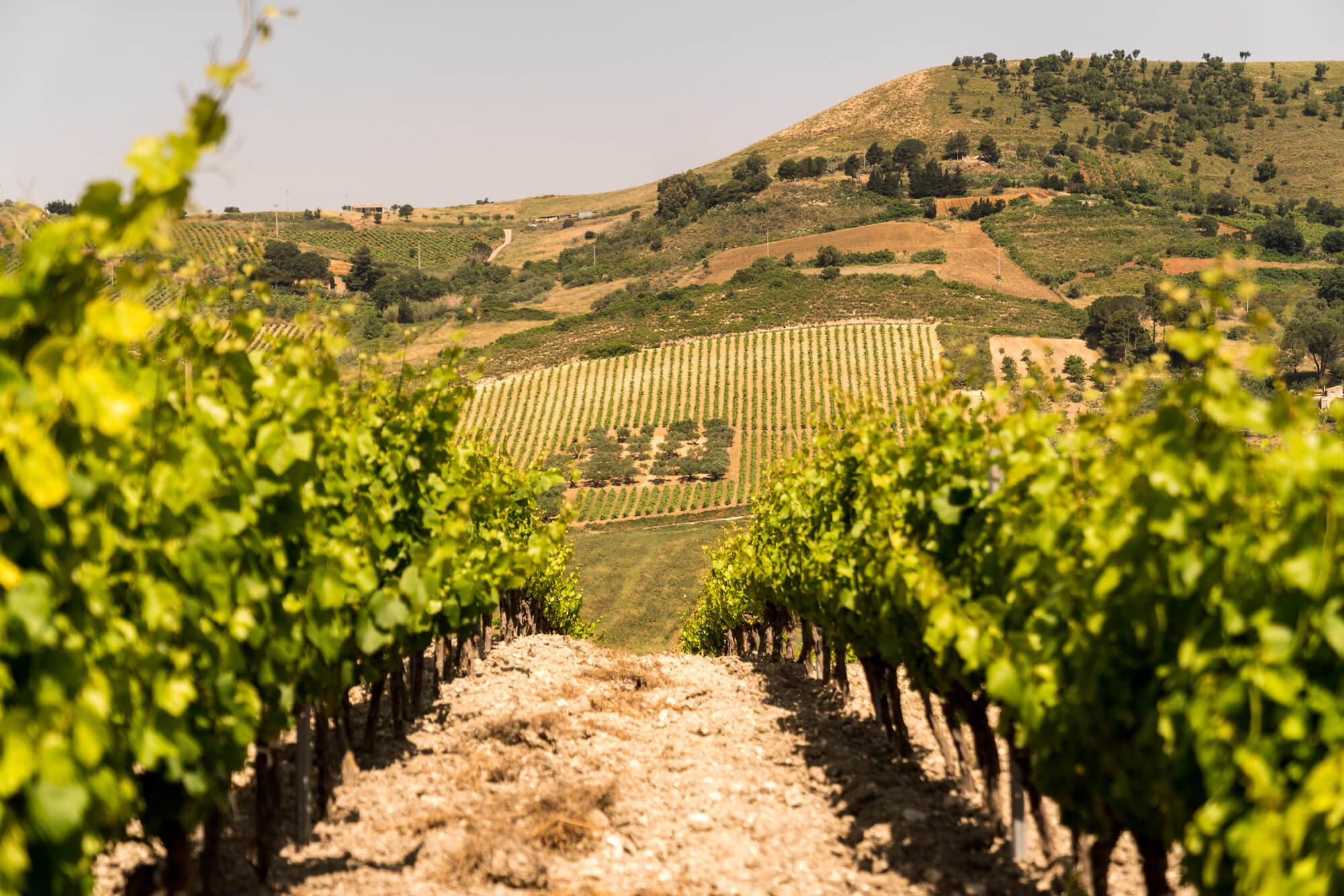 sicily wine tourism