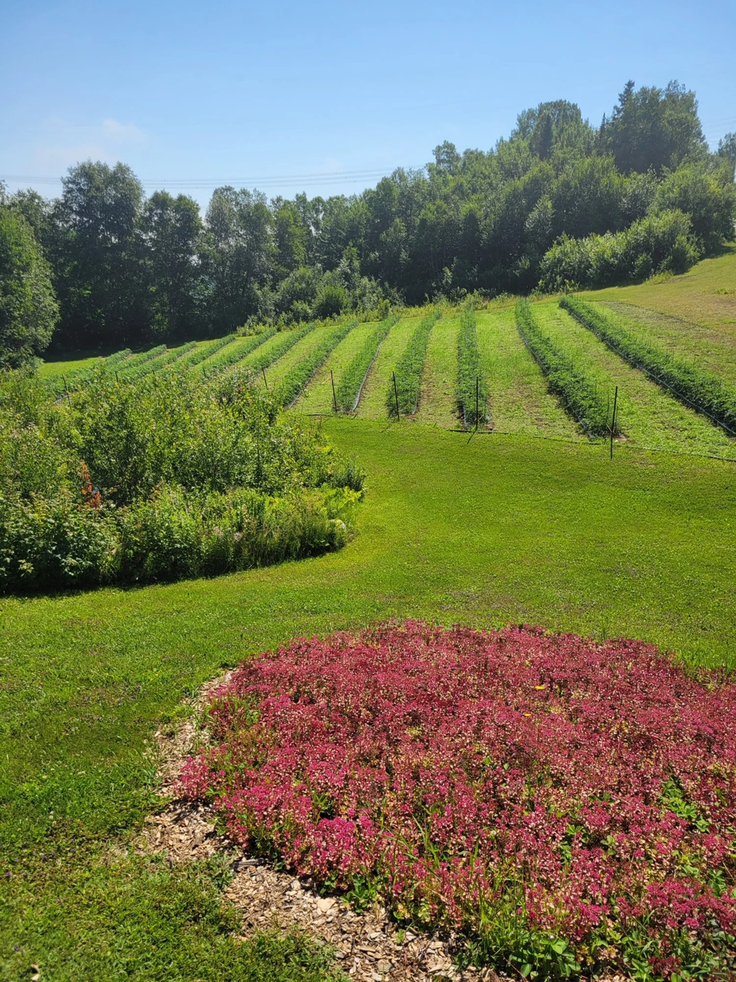 Omerto fields in Québec