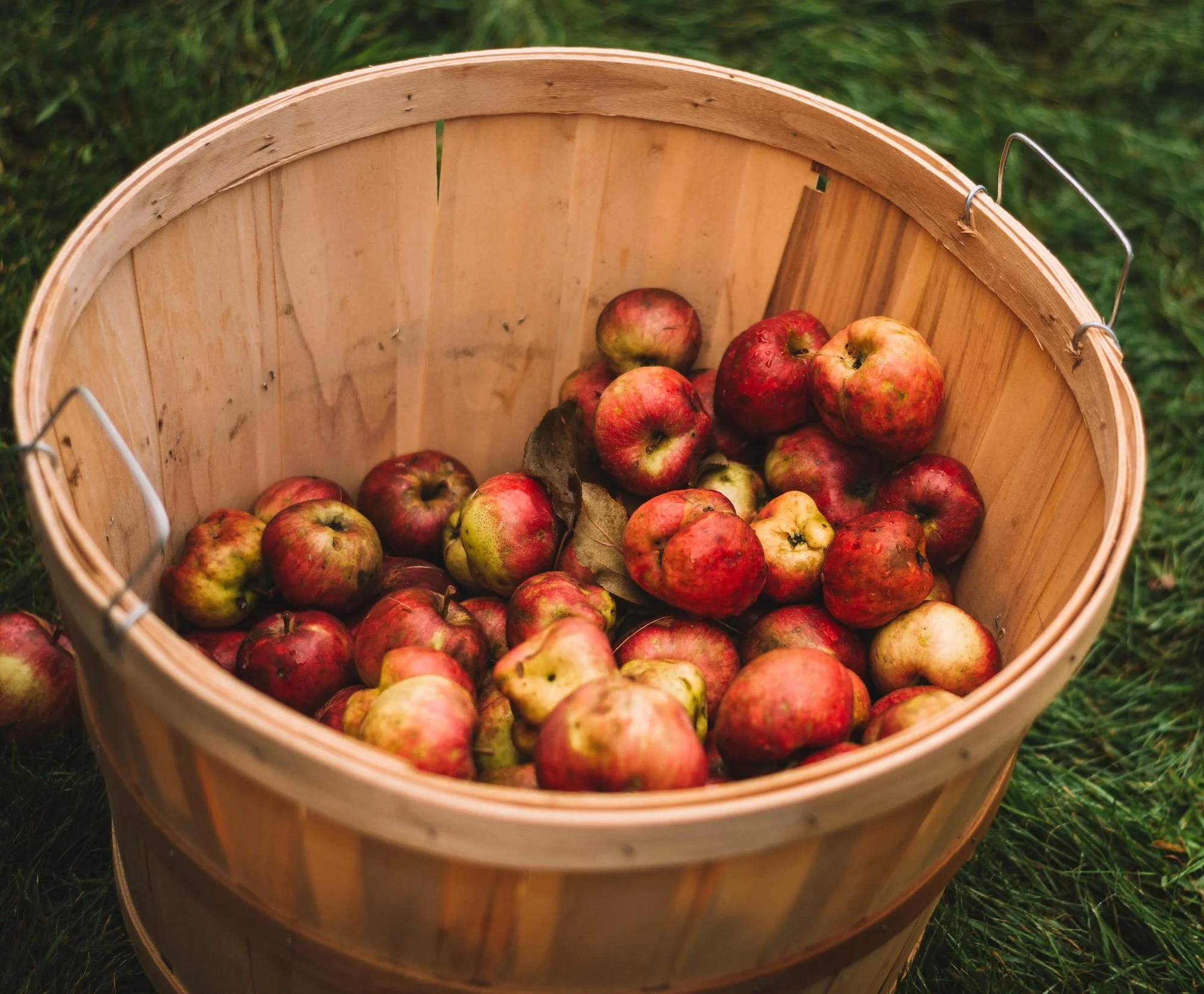 Apples for cider