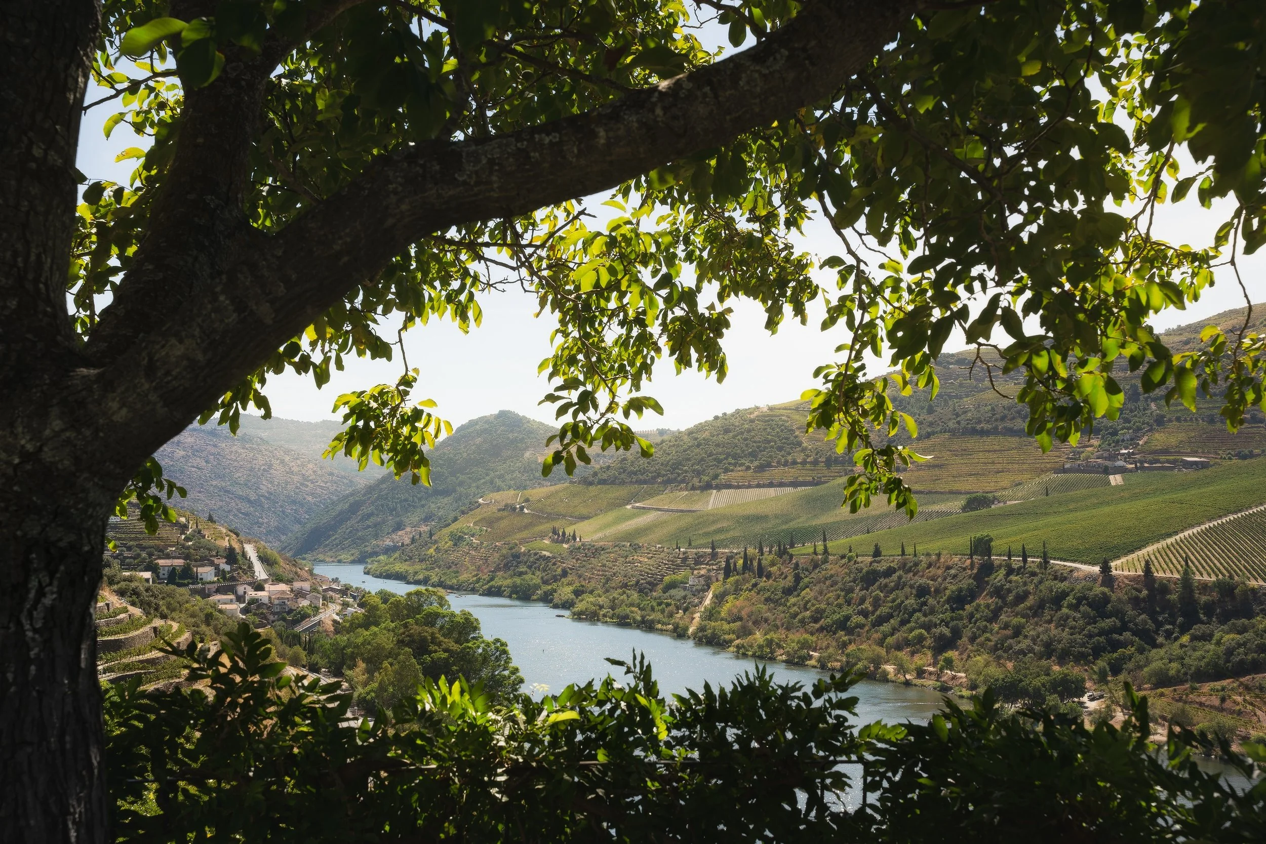 Douro Valley vineyards