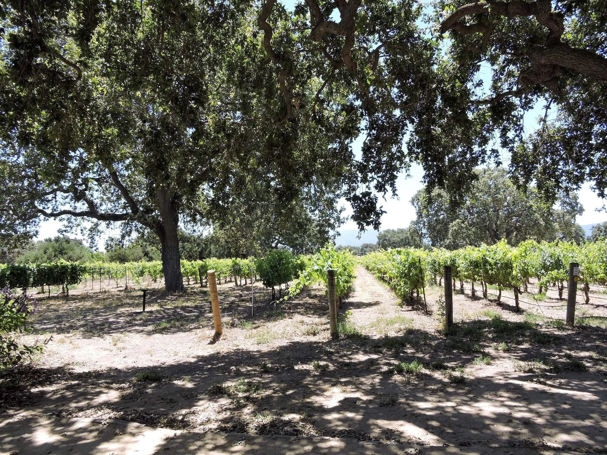 A block of syrah at Roblar Winery
