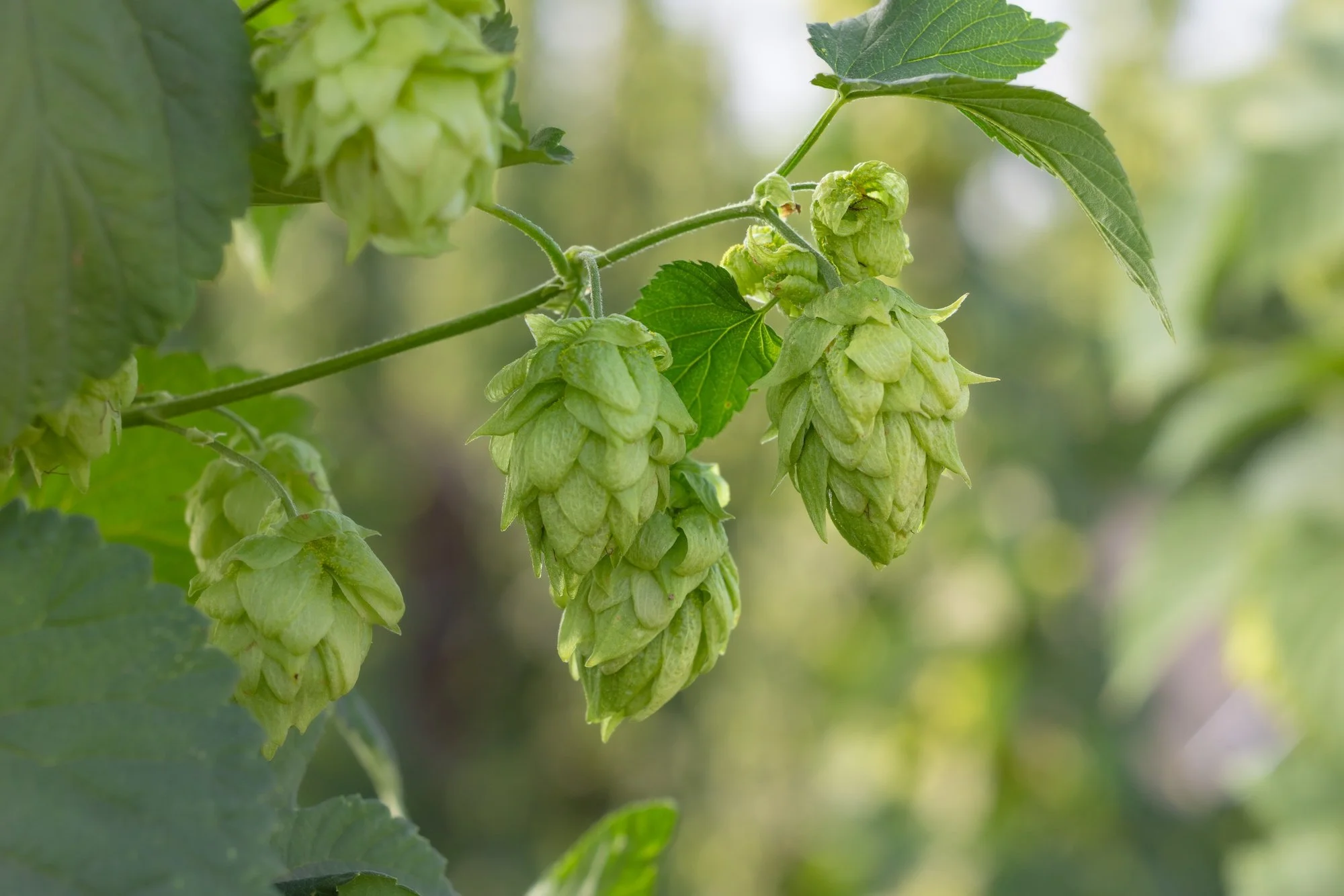 A close-up of hops on the vine