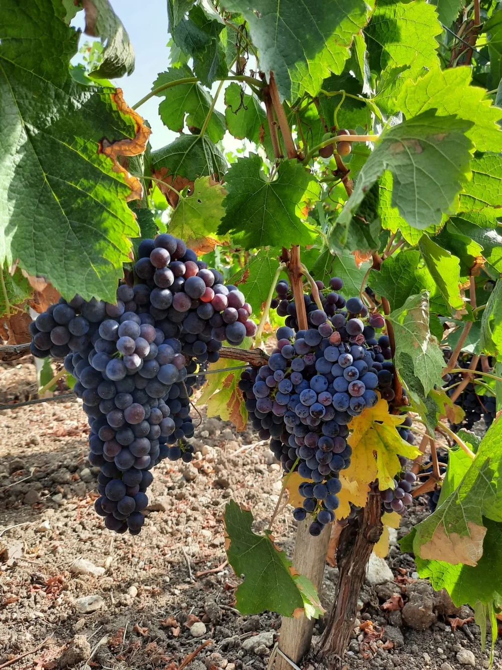 Why Cru Bourgeois du Médoc is Your Perfect House Red Wine ...