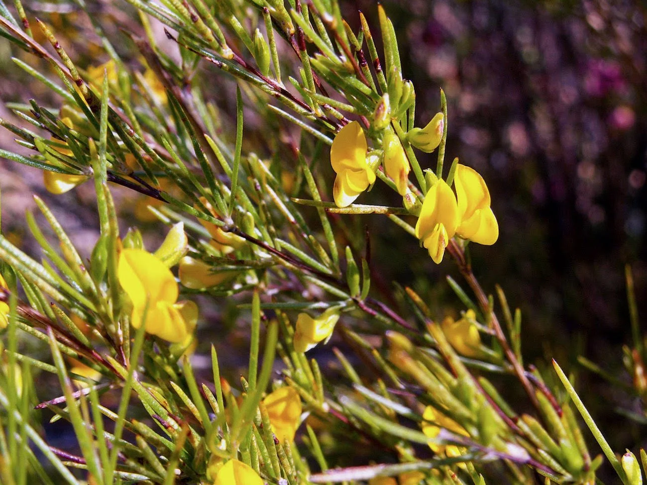 Rooibos flowers