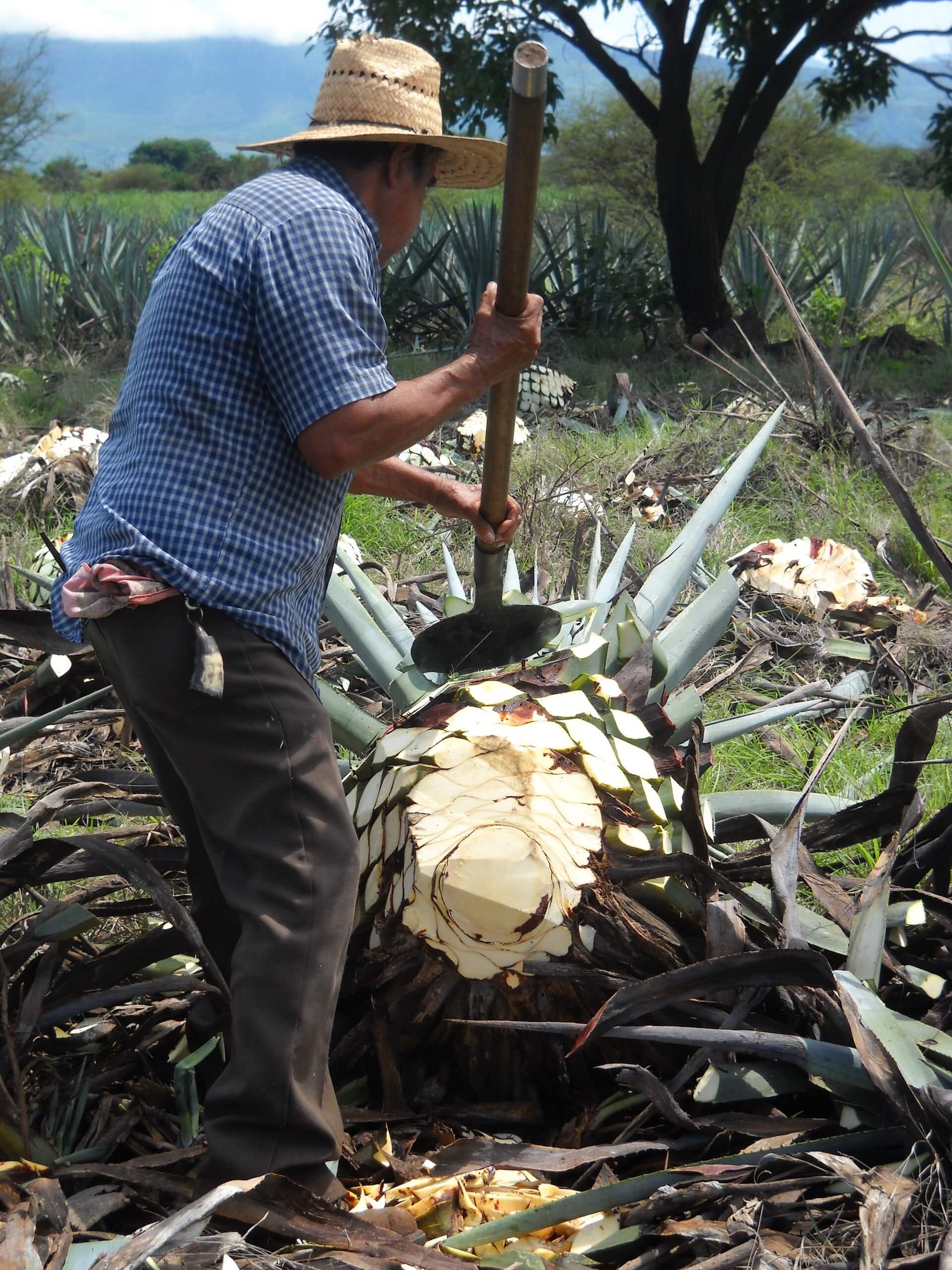 Harvesting agave plant for tequila