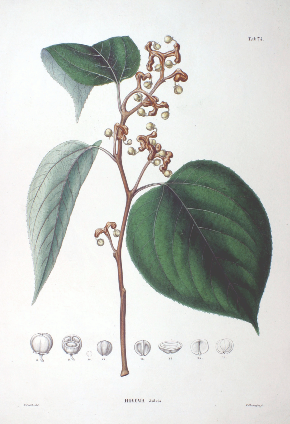 Hovenia dulcis