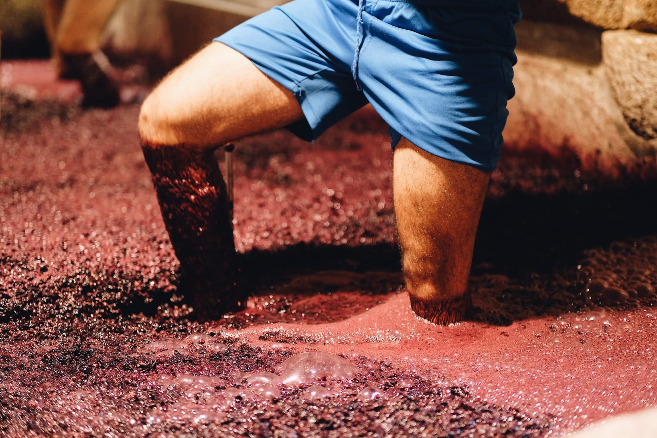Landbrugs perle Trivial How Old School Grape Crushing by Foot Makes Better Wine | Alcohol Professor