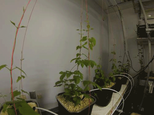 Hops-Timelapse-1.gif
