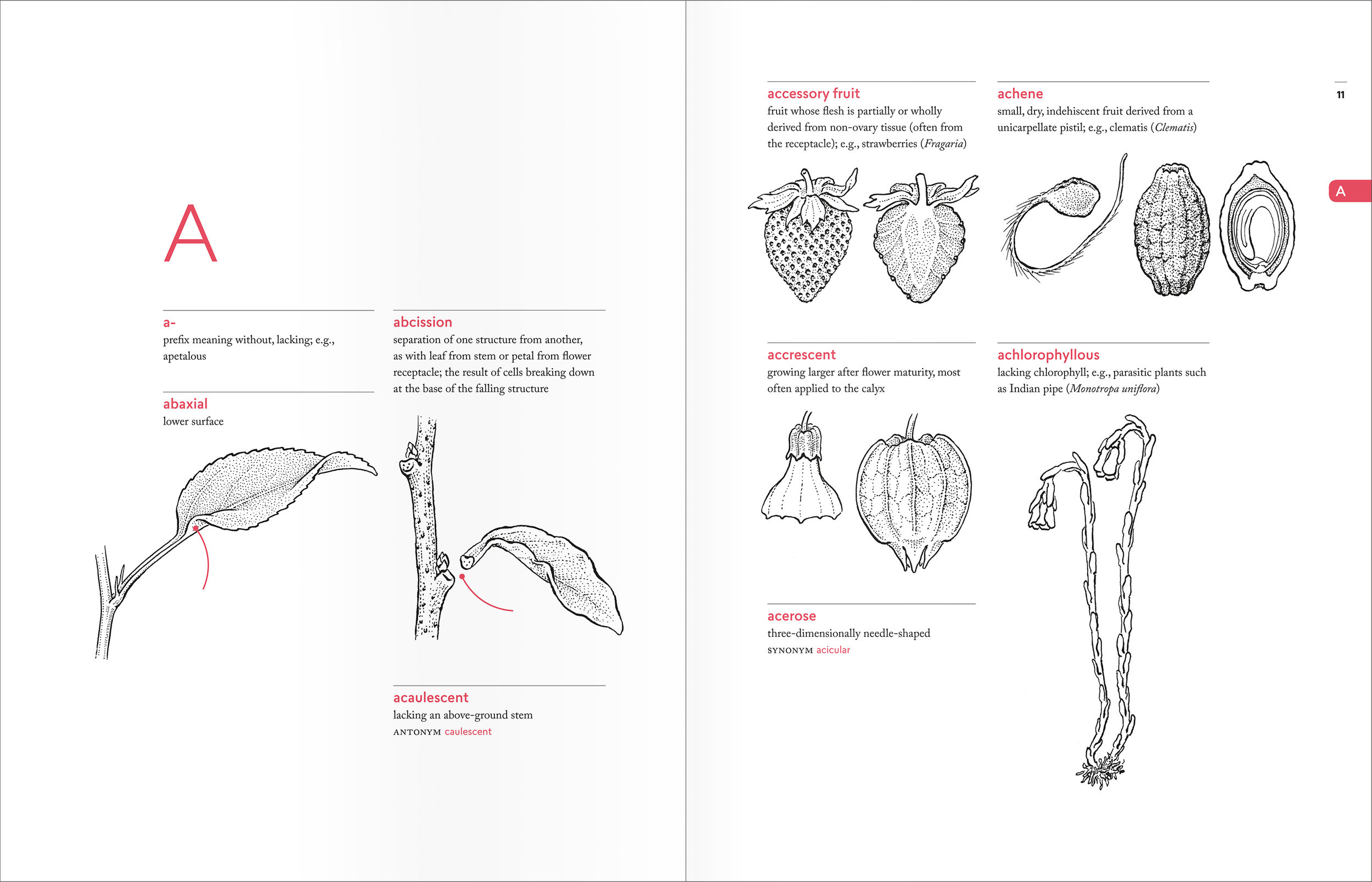 PellAngell_BotanistsVocab_finalpages_spreads_A.jpg