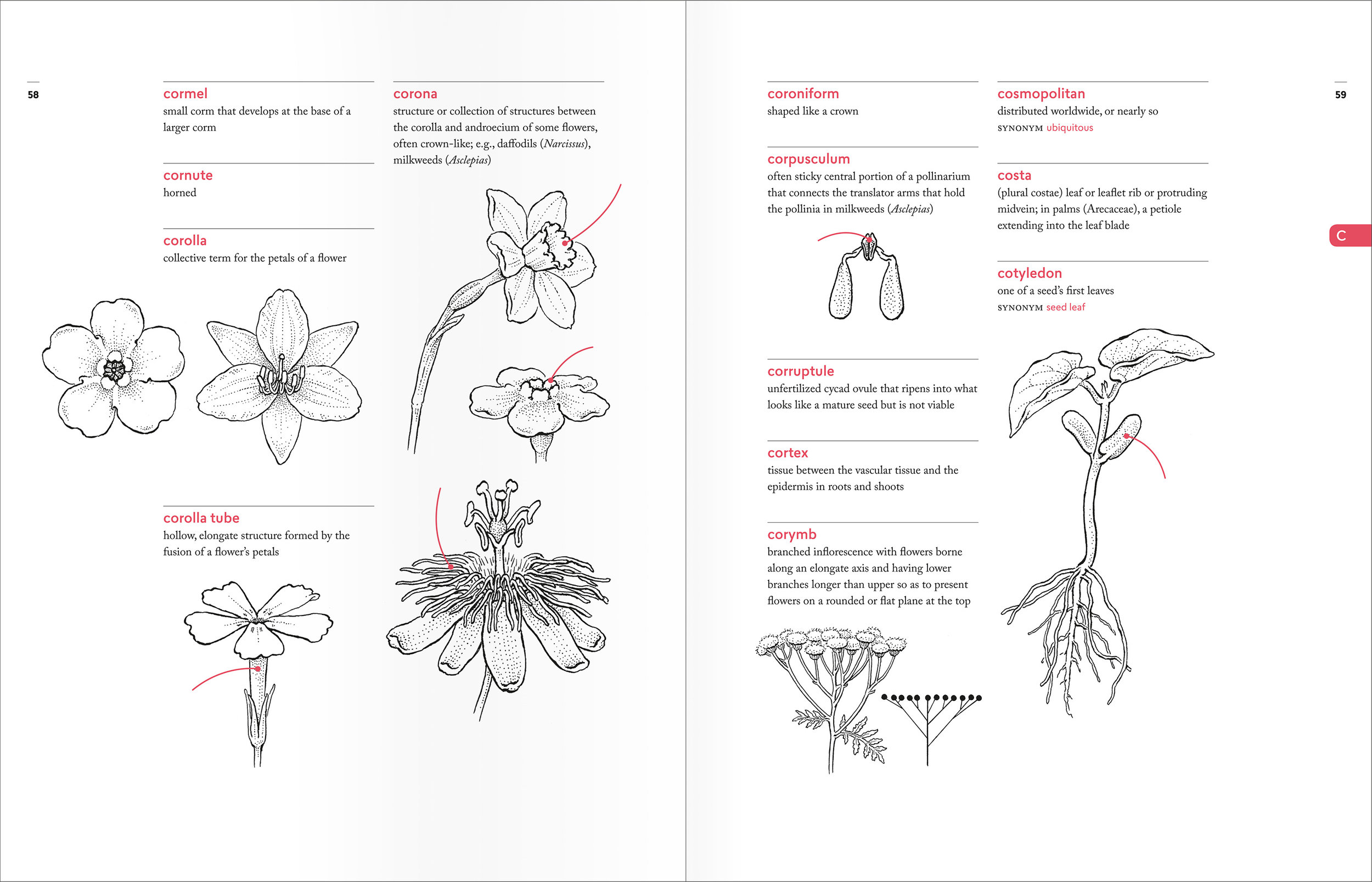 PellAngell_BotanistsVocab_finalpages_spreads_C.jpg