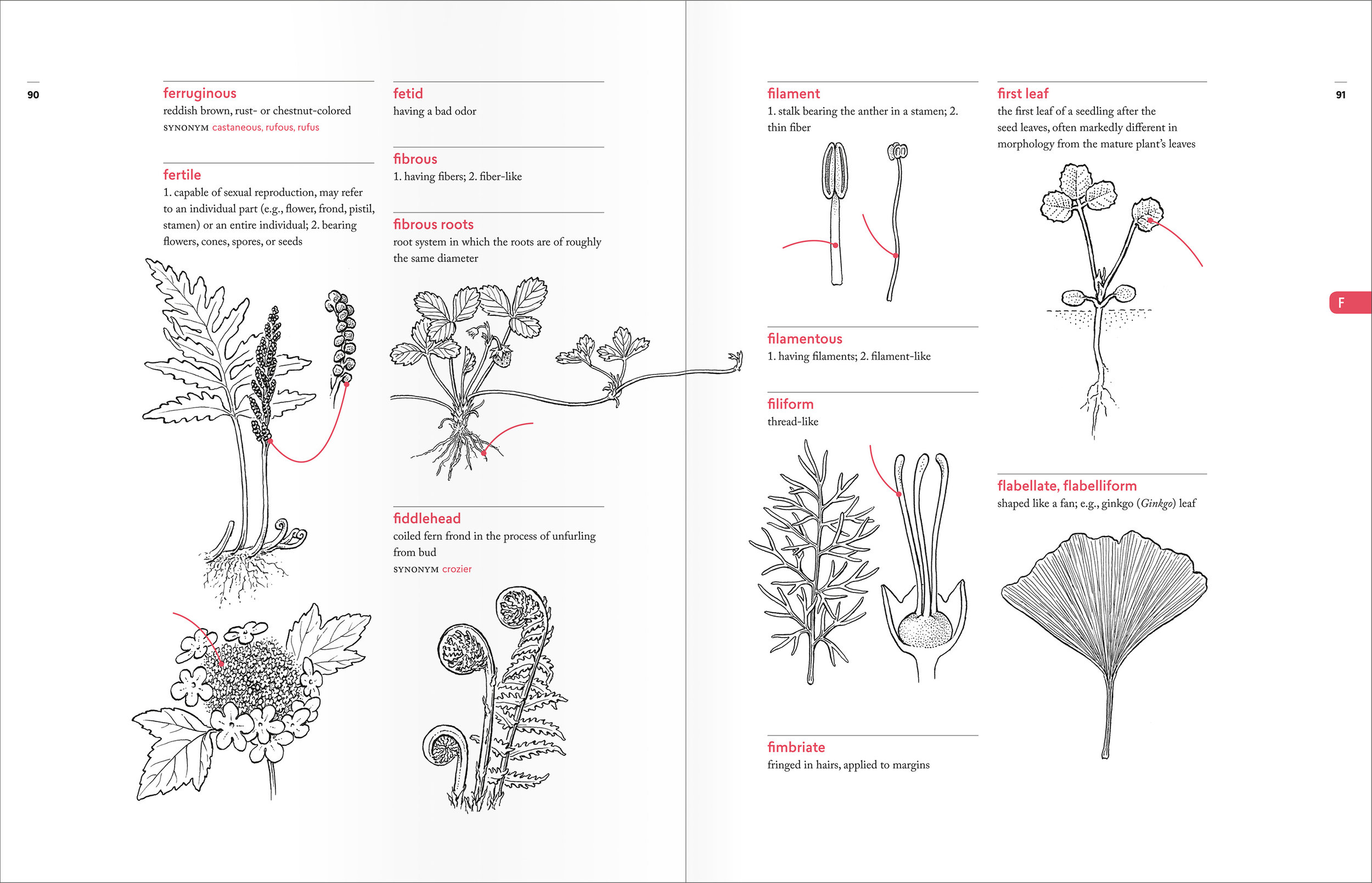 PellAngell_BotanistsVocab_finalpages_spreads_F.jpg