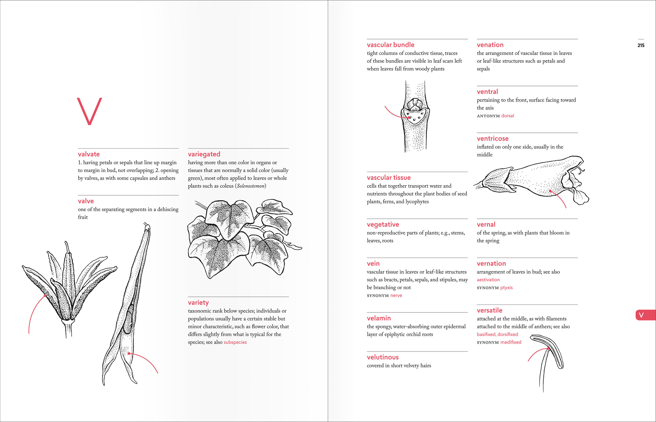 PellAngell_BotanistsVocab_finalpages_spreads_V.jpg