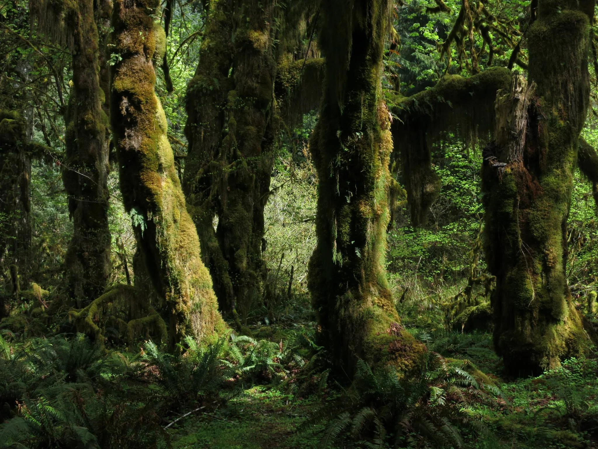 Maple grove in the Hoh River valley