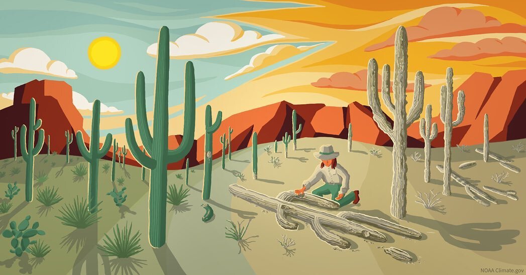 Learning to use Procreate for iPad 🎨 Illustration created in collaboration with John Coggin @madeiraparasempre for a new Climate.gov piece on heat governance. #extremeheat #saguaro #digitalillustration #procreate