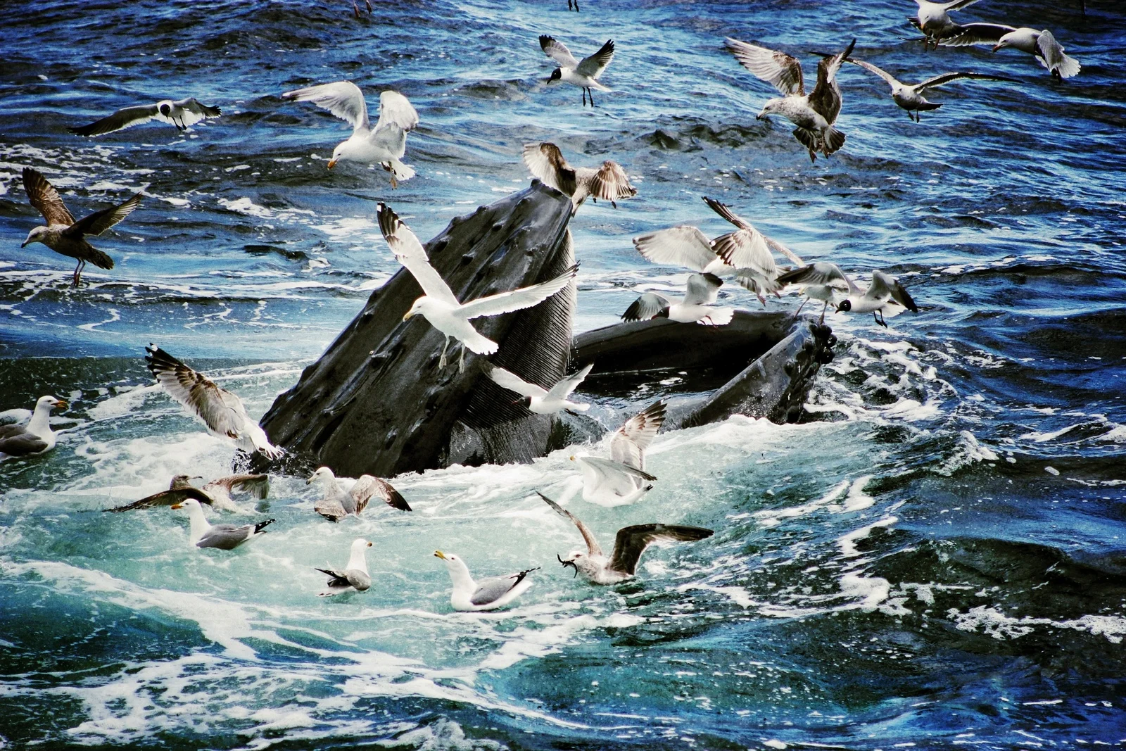 BF.Whales-008.jpg