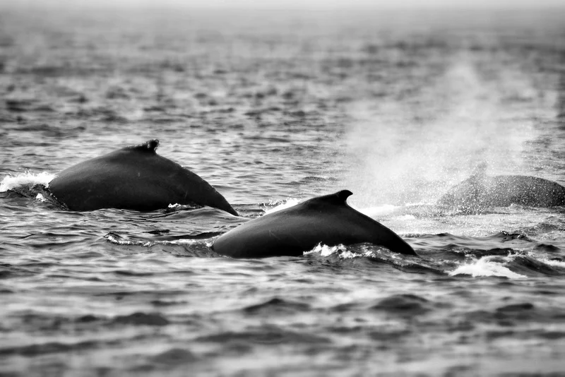 BF.Whales-069.jpg